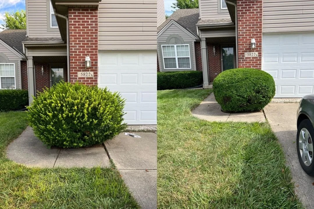 Before and after shrub trimming service at residential property