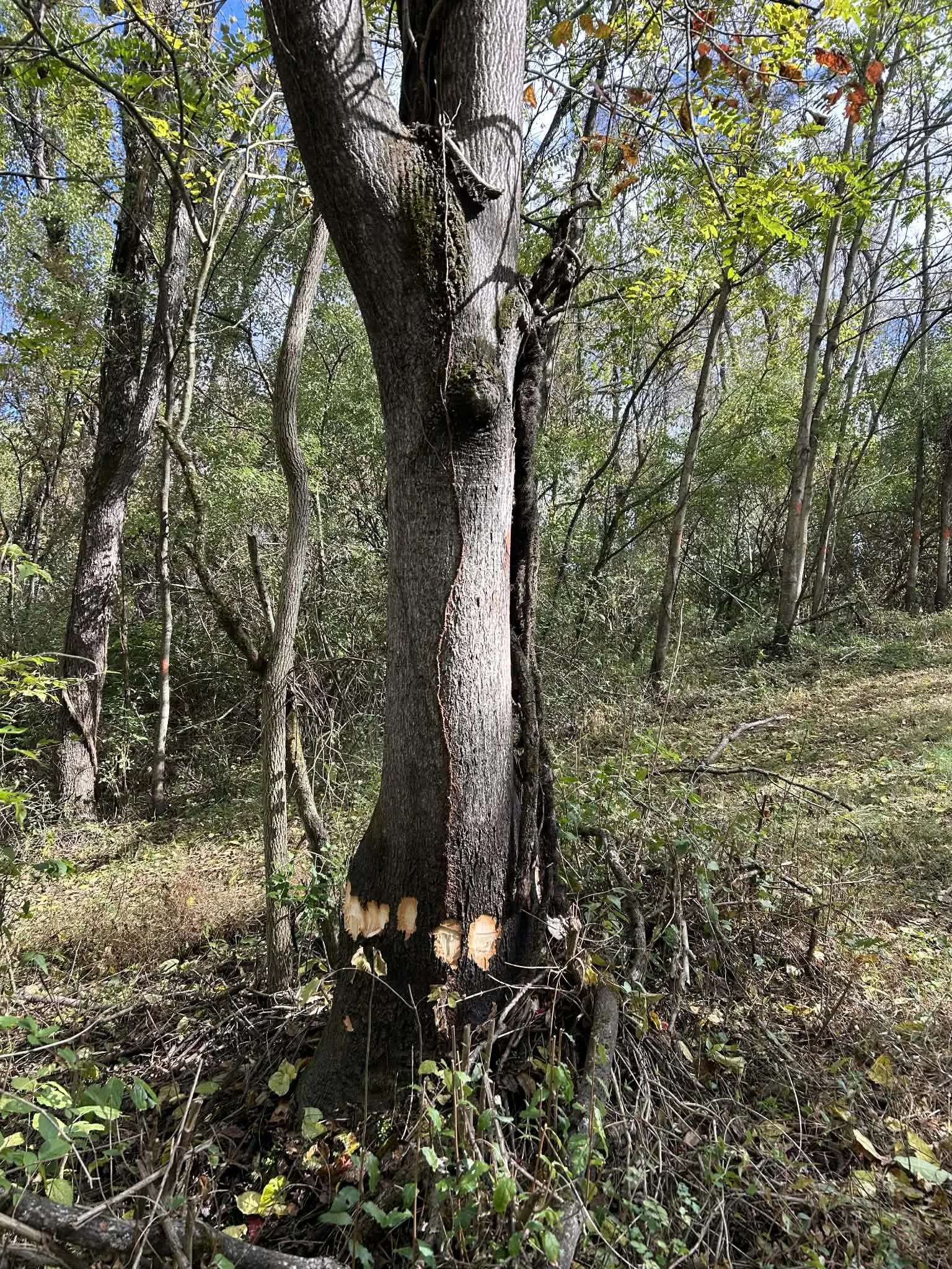 Feicht Forestry provides forest management plans, boundary line painting, marking property lines, cutting grapevine, cull tree removal, crop tree release and forest road system maintenance in Vinton County, Ohio, Kentucky, and West Virginia