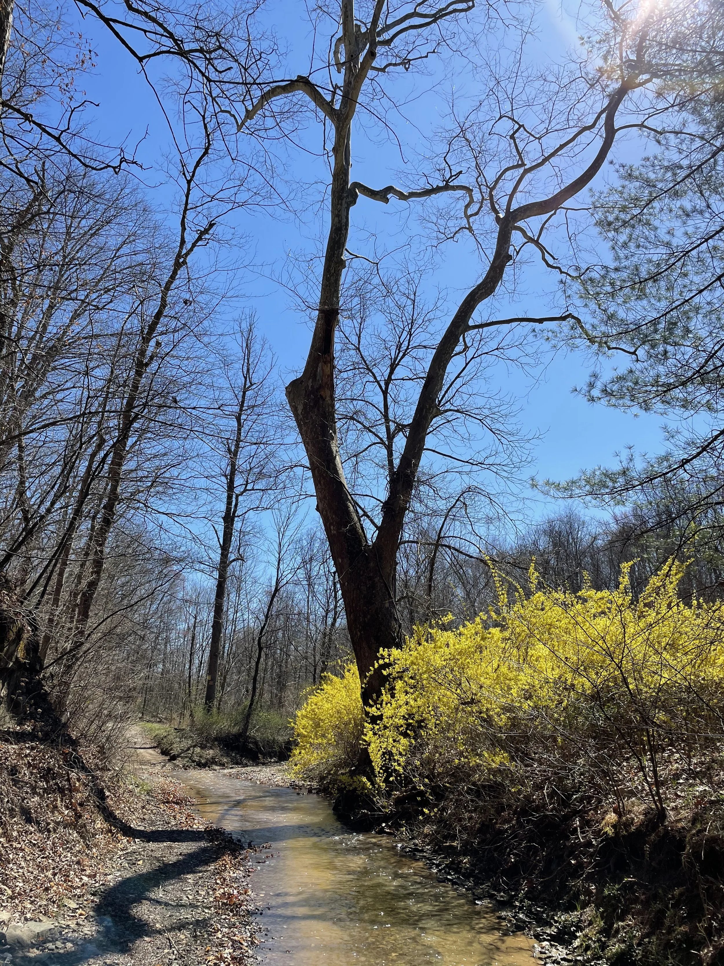 Feicht Forestry provides forest management plans, boundary line painting, marking property lines, cutting grapevine, cull tree removal, crop tree release and forest road system maintenance in Vinton County, Ohio, Kentucky, and West Virginia