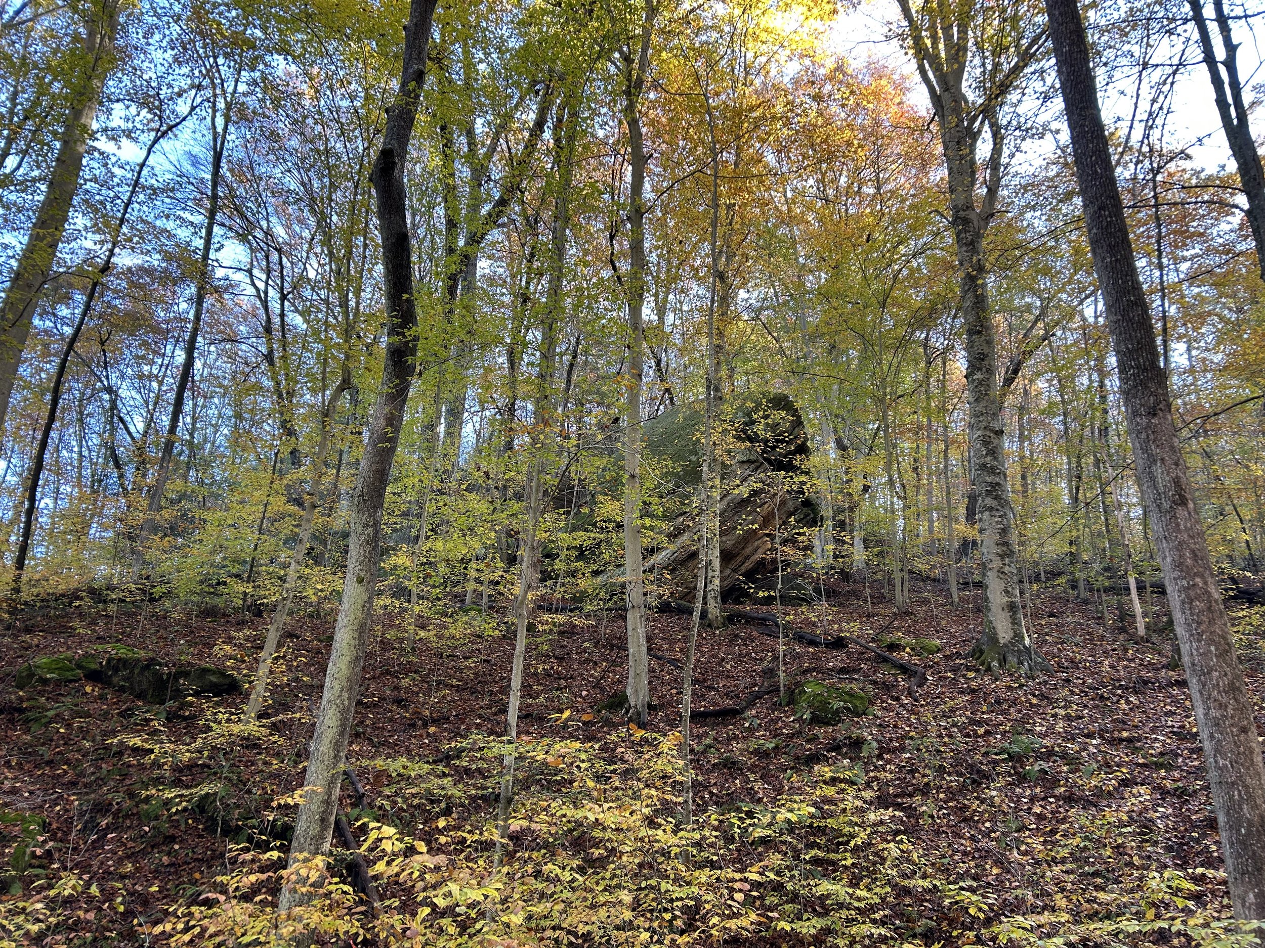 Feicht Forestry provides forest management plans, boundary line painting, marking property lines, cutting grapevine, cull tree removal, crop tree release and forest road system maintenance in Vinton County, Ohio, Kentucky, and West Virginia