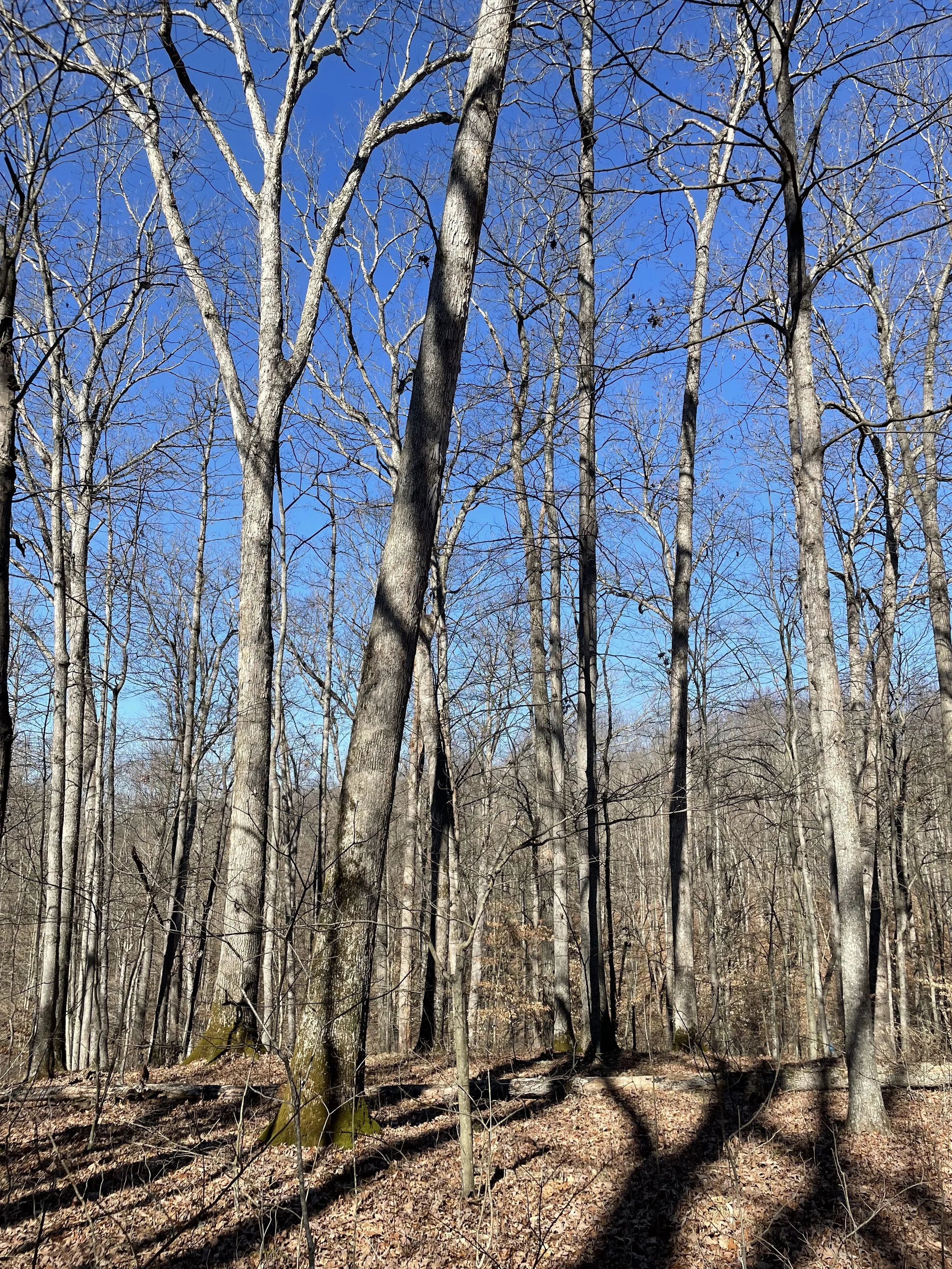 Feicht Forestry provides forest management plans, boundary line painting, marking property lines, cutting grapevine, cull tree removal, crop tree release and forest road system maintenance in Vinton County, Ohio, Kentucky, and West Virginia