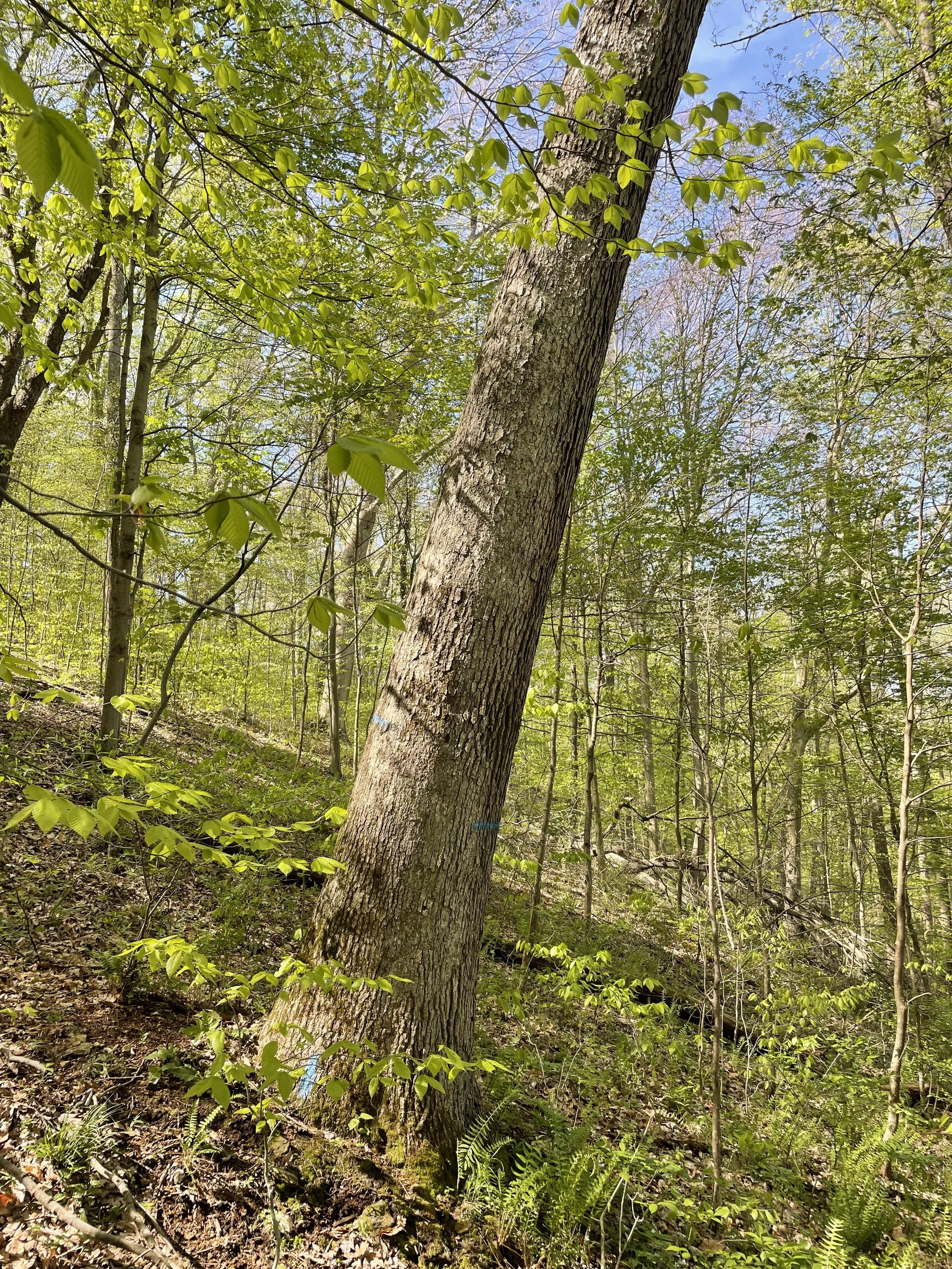 Feicht Forestry provides forest management plans, boundary line painting, marking property lines, cutting grapevine, cull tree removal, crop tree release and forest road system maintenance in Vinton County, Ohio, Kentucky, and West Virginia