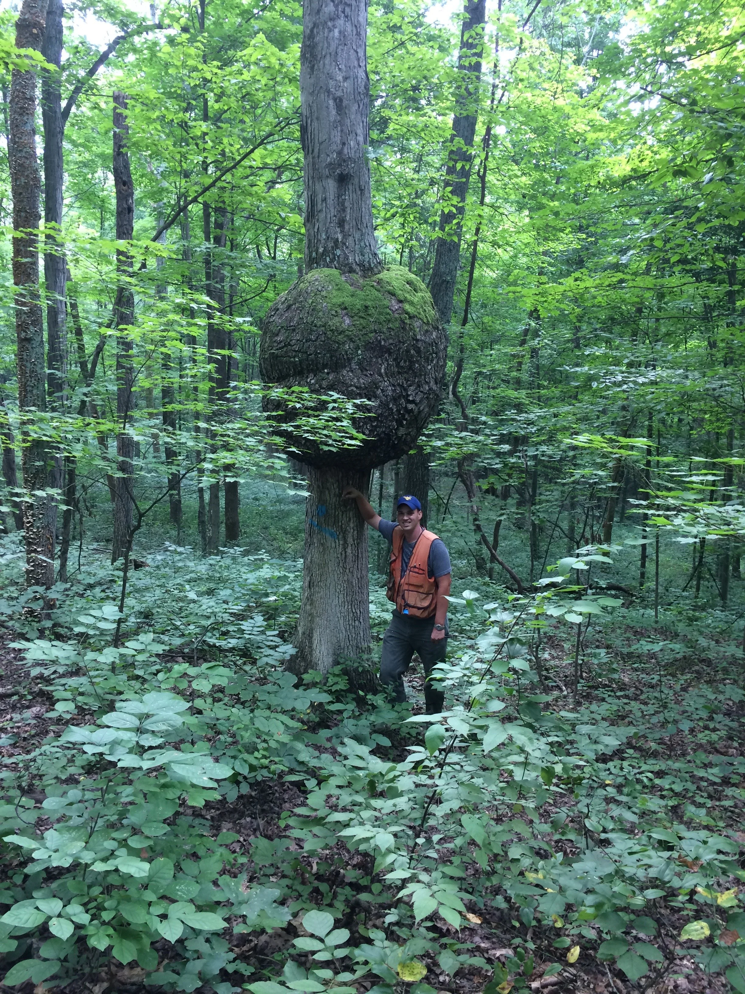 Feicht Forestry provides forest management plans, boundary line painting, marking property lines, cutting grapevine, cull tree removal, crop tree release and forest road system maintenance in Vinton County, Ohio, Kentucky, and West Virginia