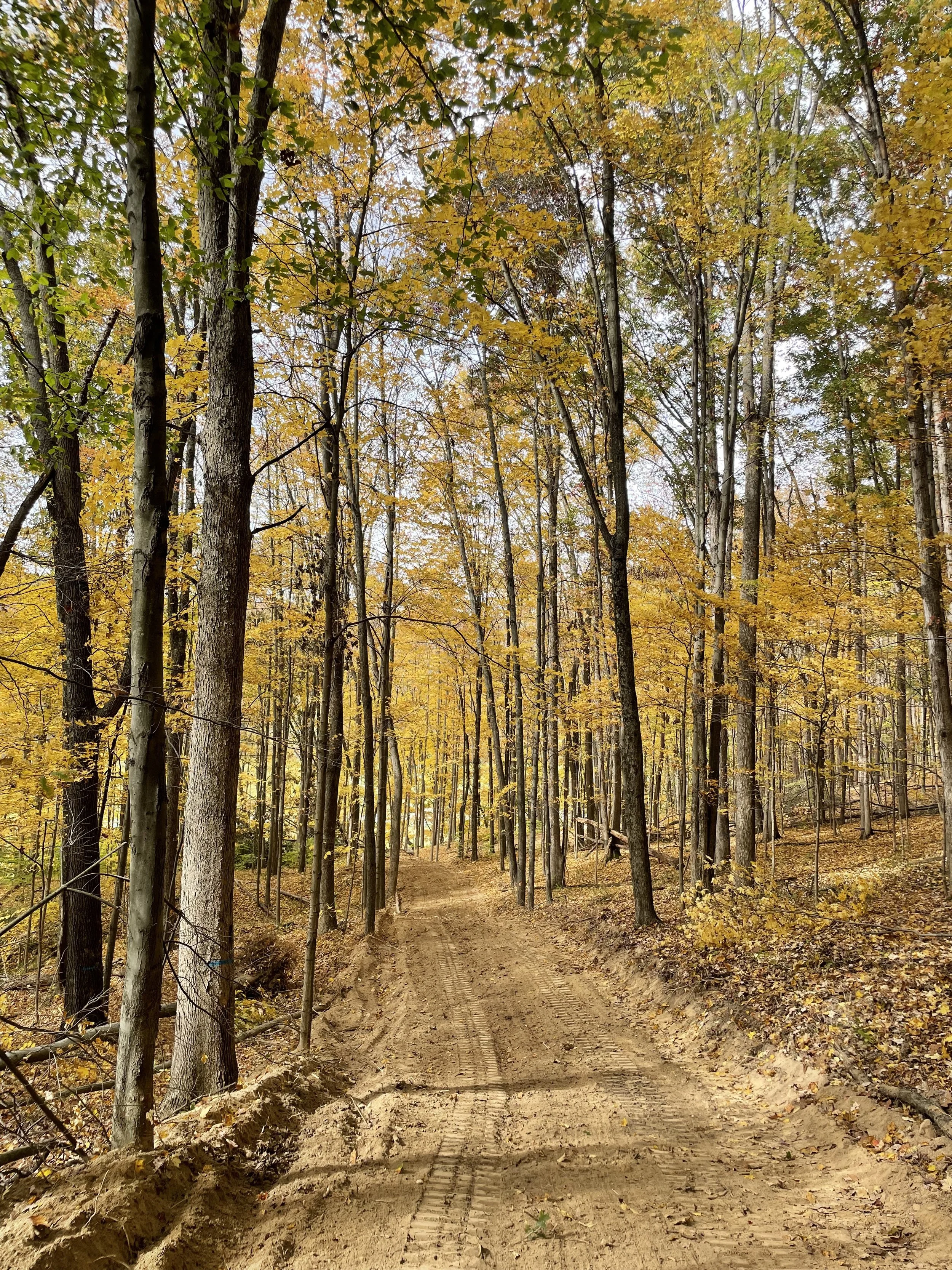 Feicht Forestry provides forest management plans, boundary line painting, marking property lines, cutting grapevine, cull tree removal, crop tree release and forest road system maintenance in Vinton County, Ohio, Kentucky, and West Virginia
