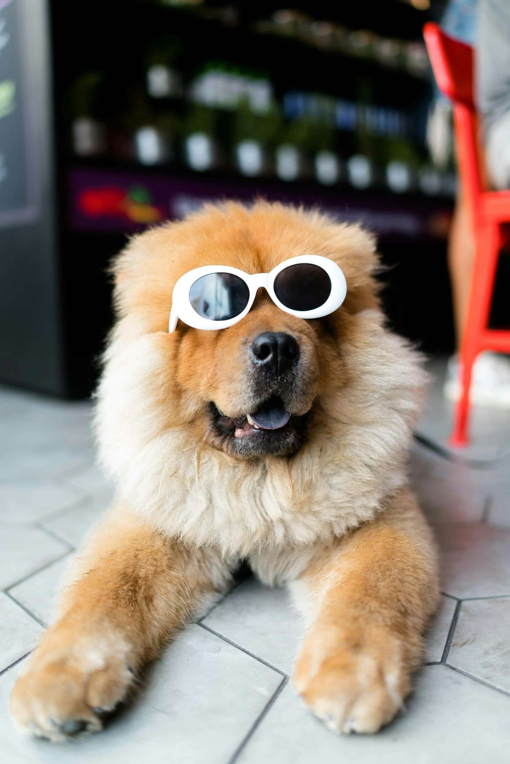 A fluffy Chow Chow dog wearing white sunglasses, sitting on a tiled floor.