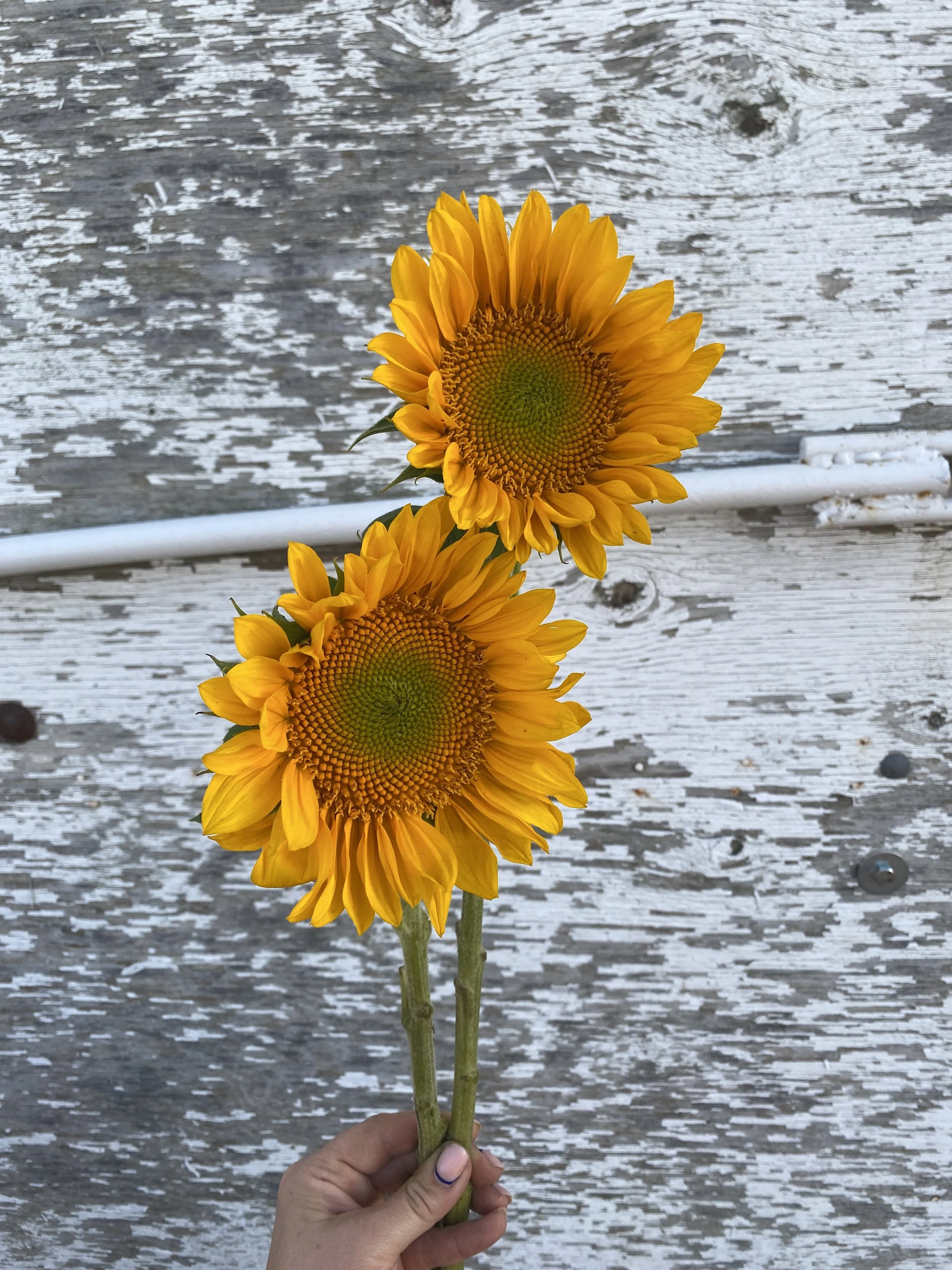 Sunflower - Gold