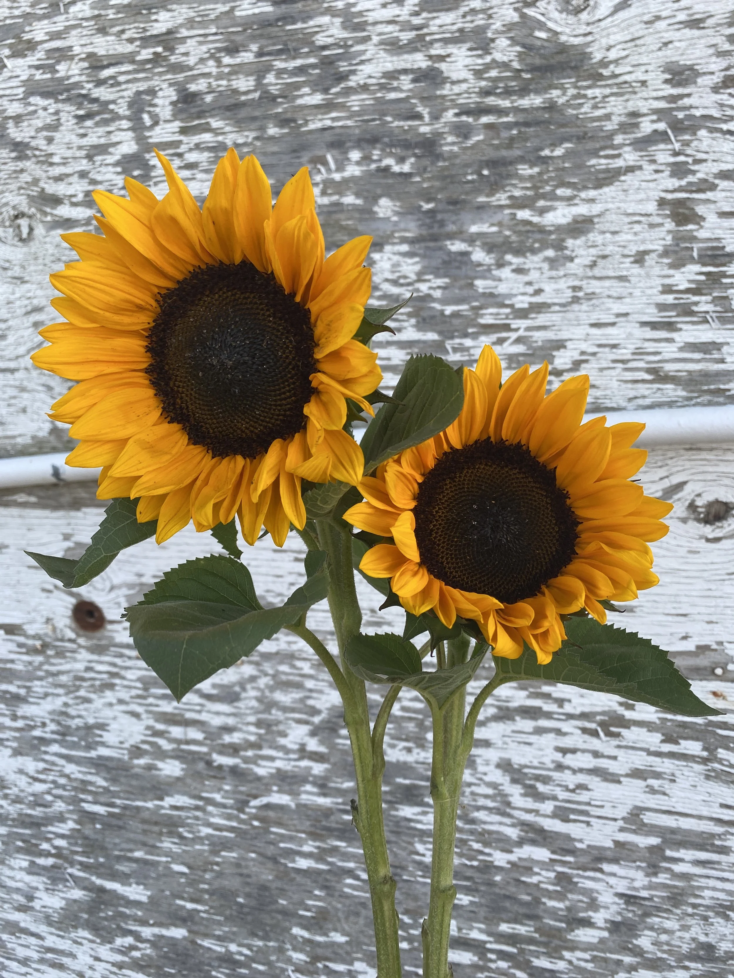 Sunflower - Orange