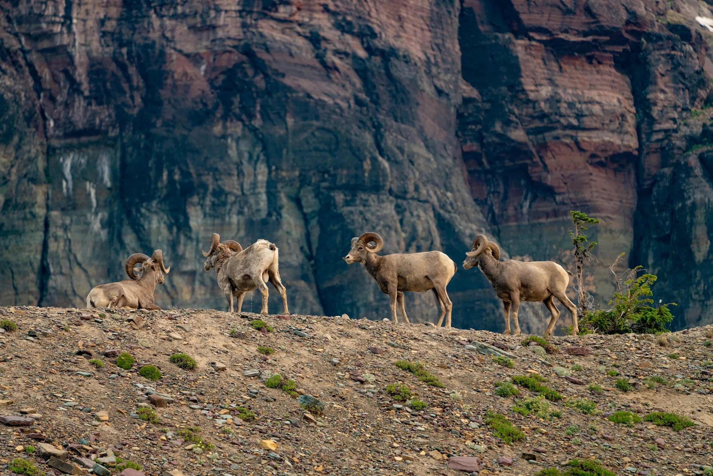 Bighorn sheep representing the precision and symmetry of a post-injection Botox enhancement at Inject Kalispell clinic.