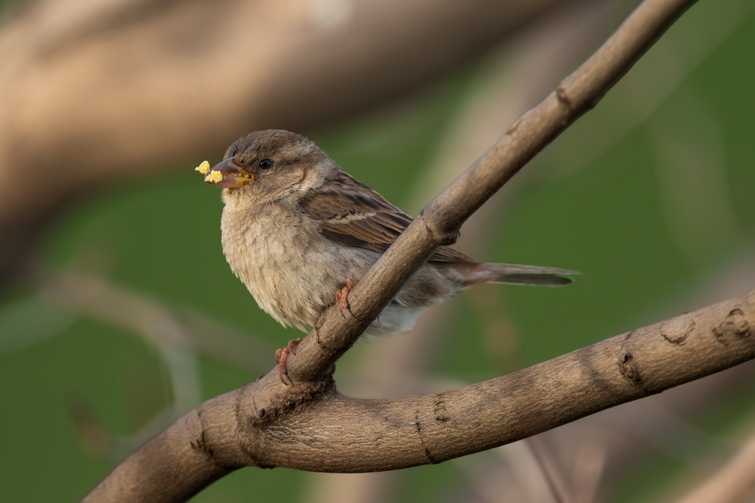 DSC_5317.jpg