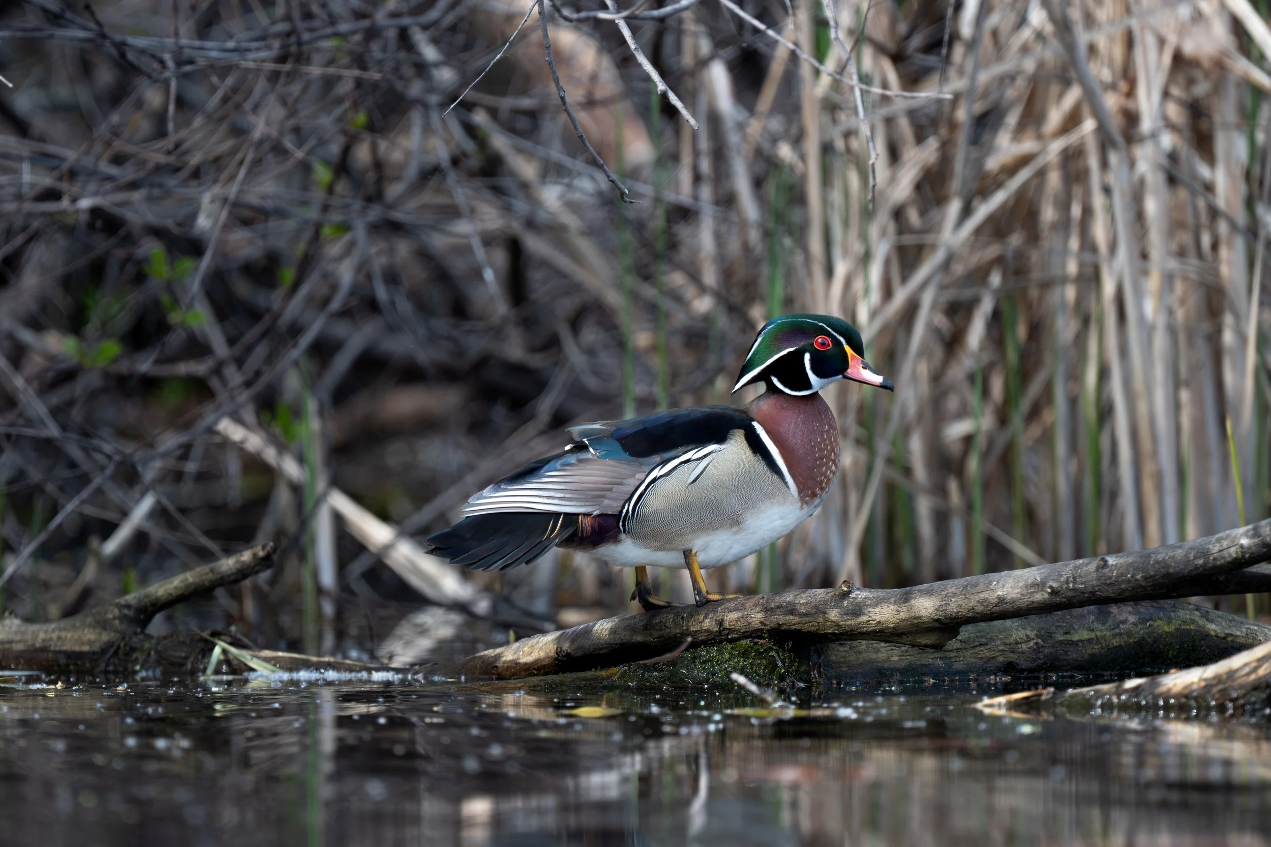 DSC_3688.jpg