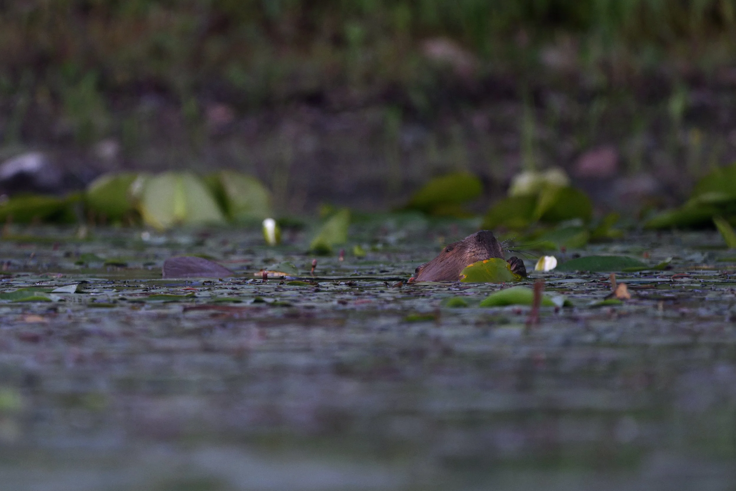 DSC_3499-DxO_DeepPRIME XD3.jpg