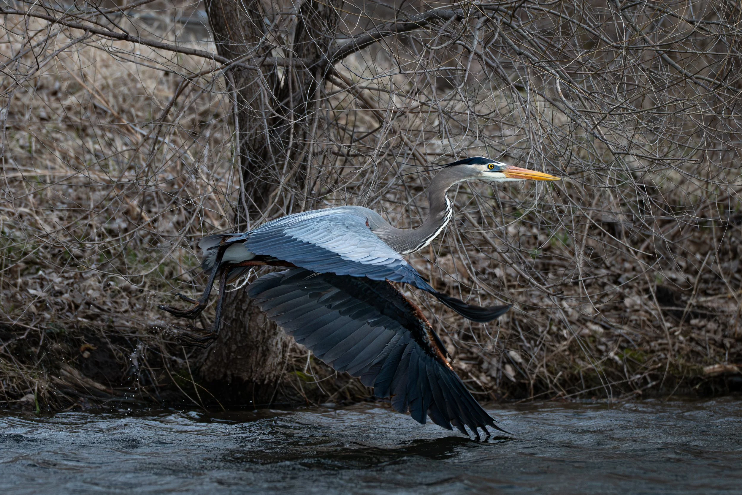 DSC_1964.jpg