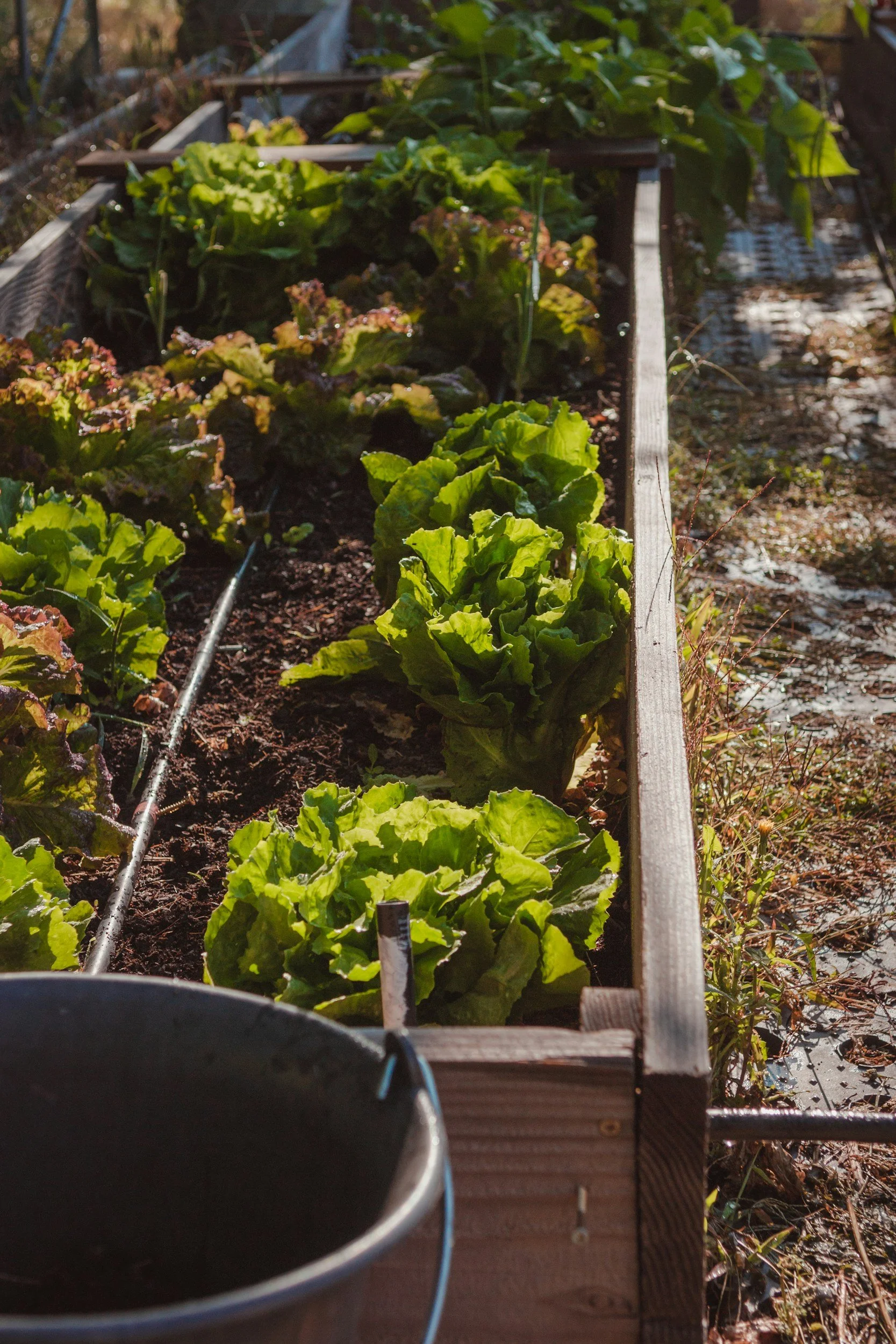 Raised garden bed with rows of leafy green lettuce and other vegetables, with a black watering pipe on the soil and a gray bucket in the foreground, outdoors in sunlight.