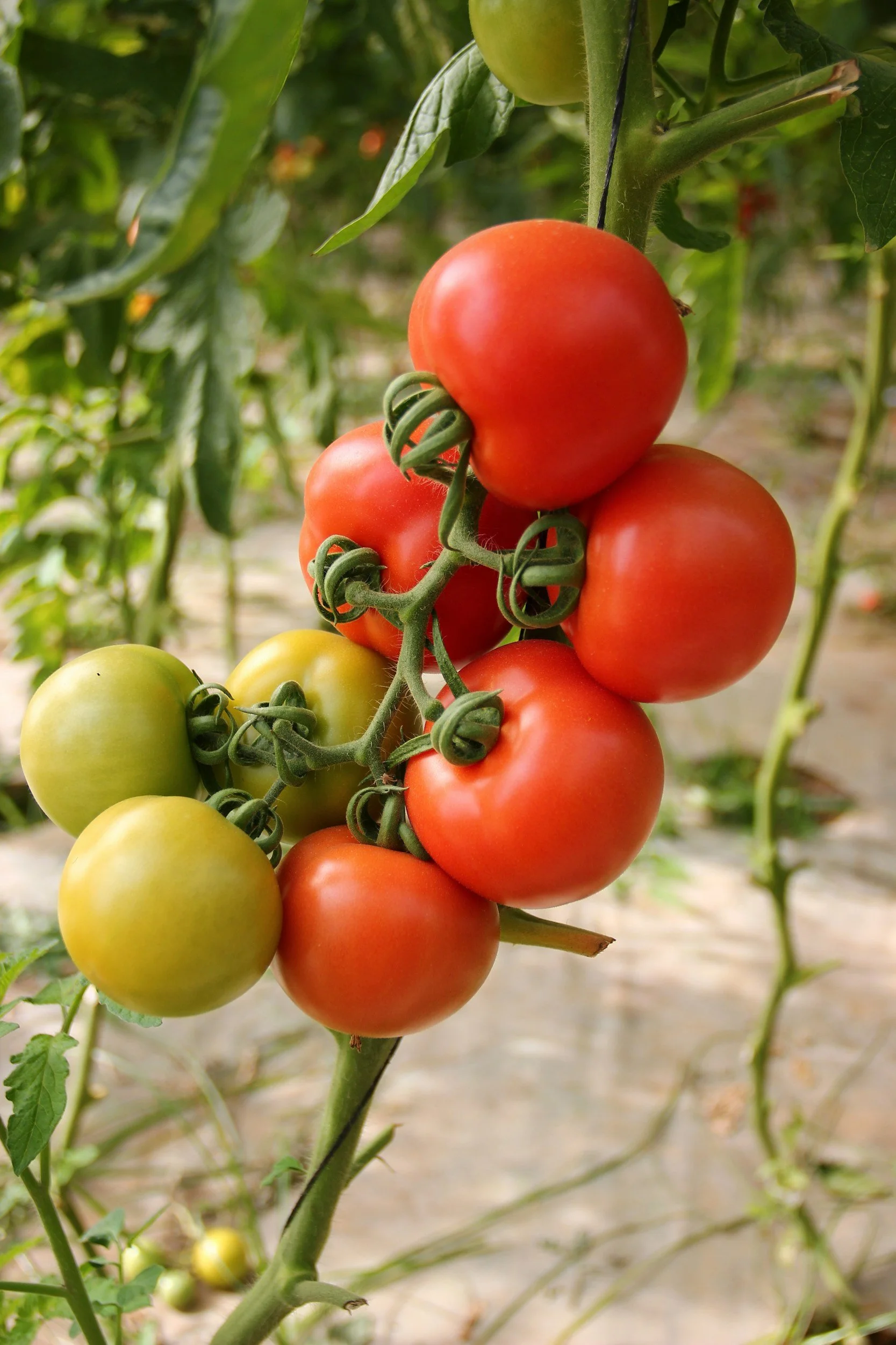 Cluster of ripening tomatoes on the vine, with some green, yellow, and red tomatoes.