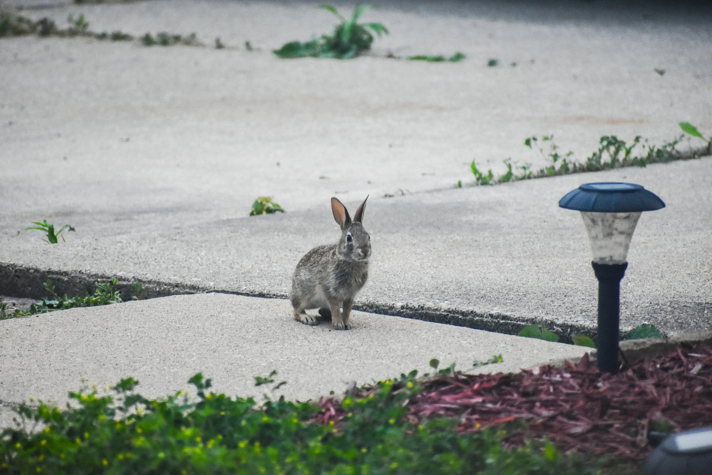 A small rabbit sitting on a concrete sidewalk near some green plants and a solar-powered garden light.