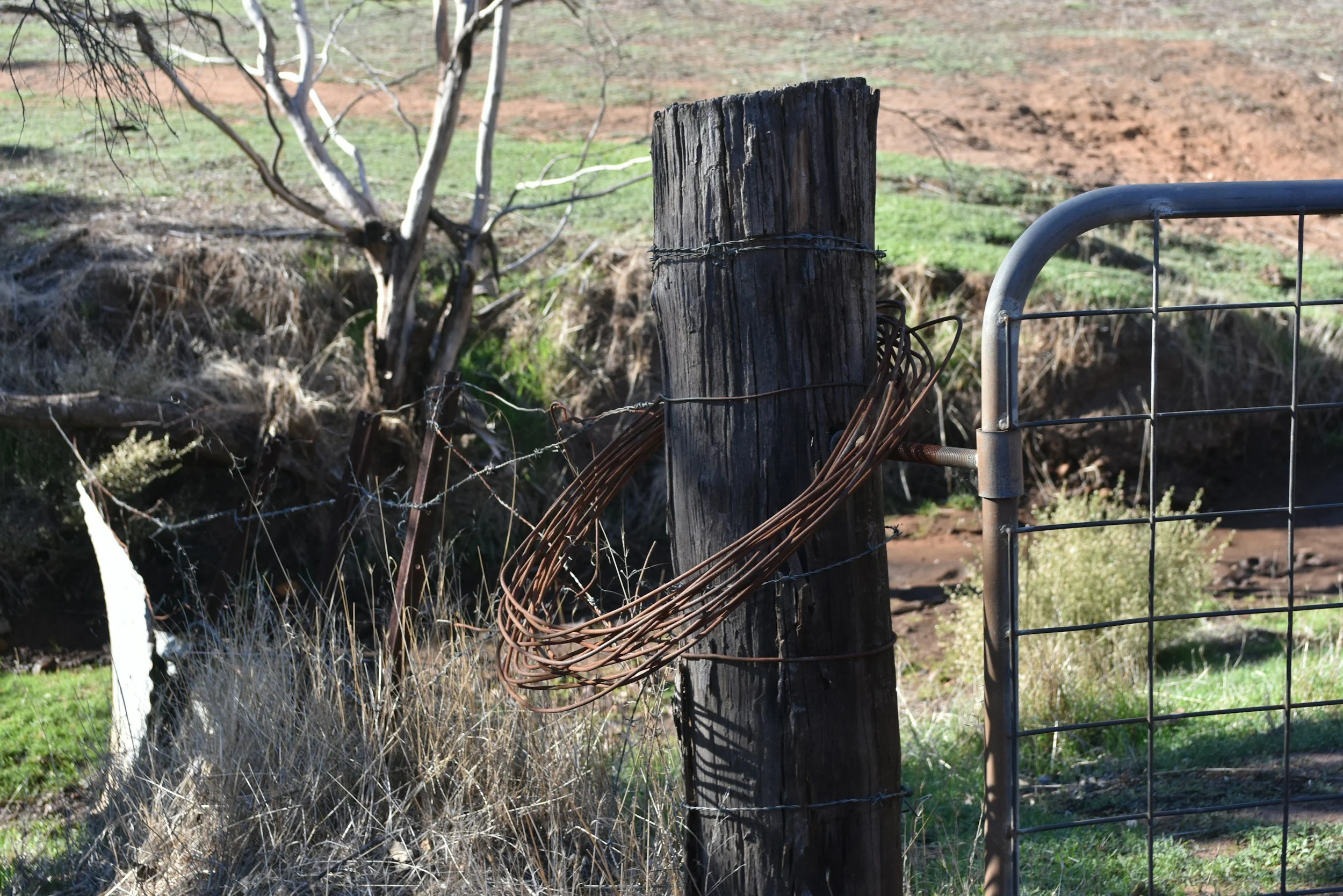A weathered wooden fence post with rusted barbed wire wrapped around it, next to a metal gate, in a rural outdoor landscape with grass, shrubs, and trees.