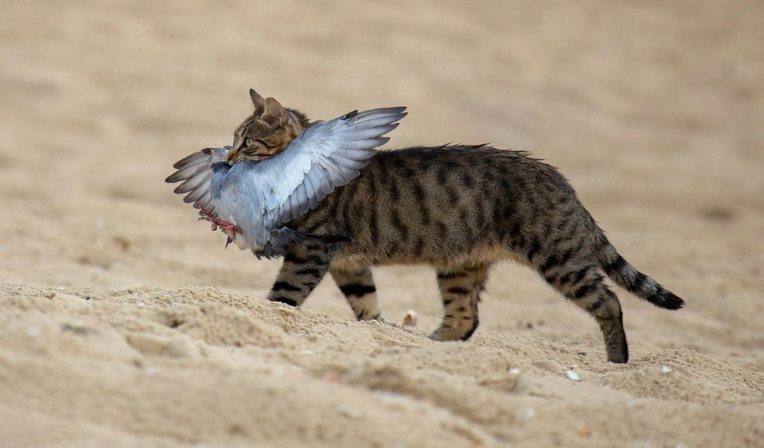 A tabby cat carrying a bird in its mouth on a sandy surface.