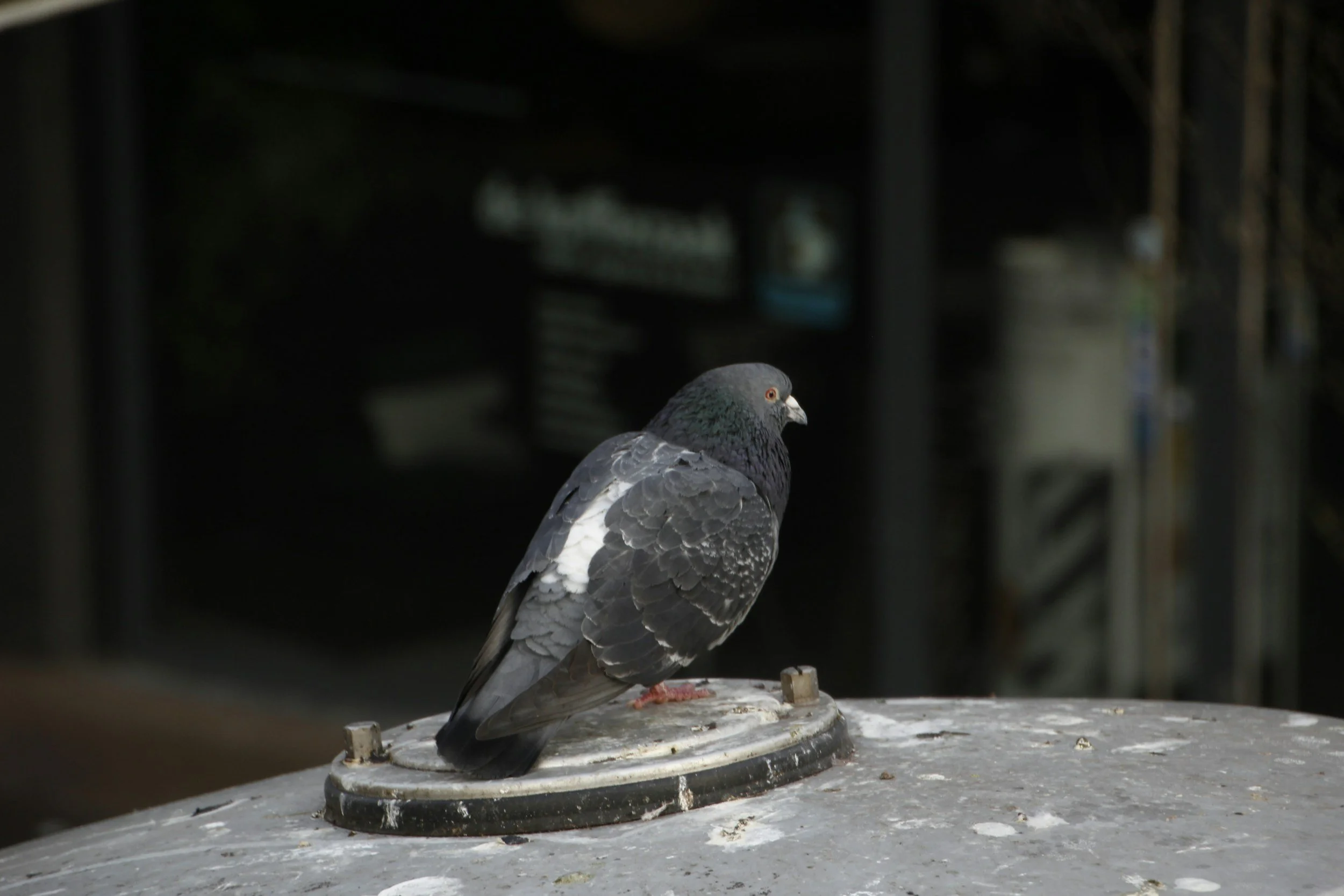 A pigeon perched on a rounded metal surface indoors, with blurred background including signs and equipment.