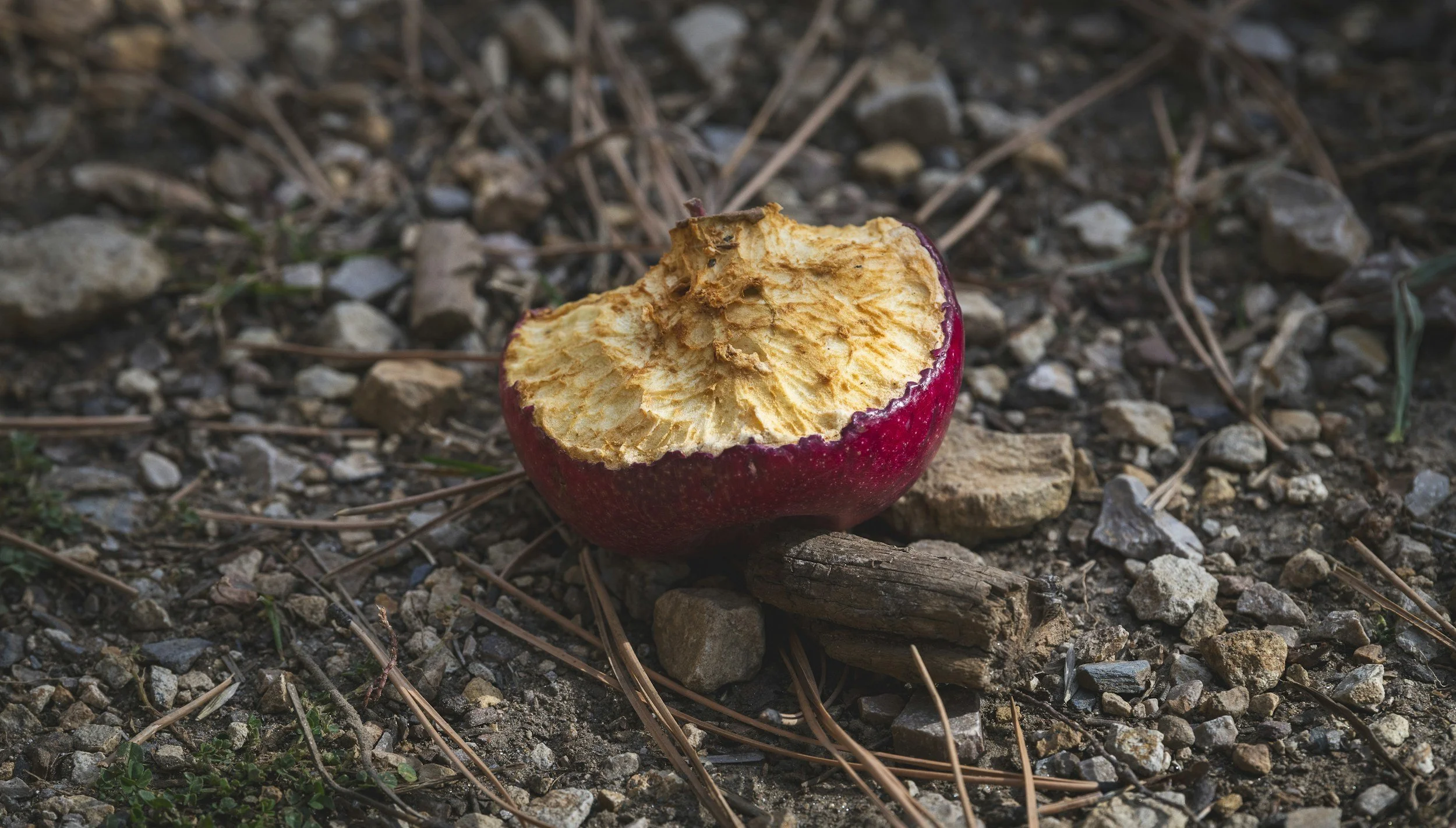 A bitten red apple with rotten core on a rocky ground with pine needles and small stones.