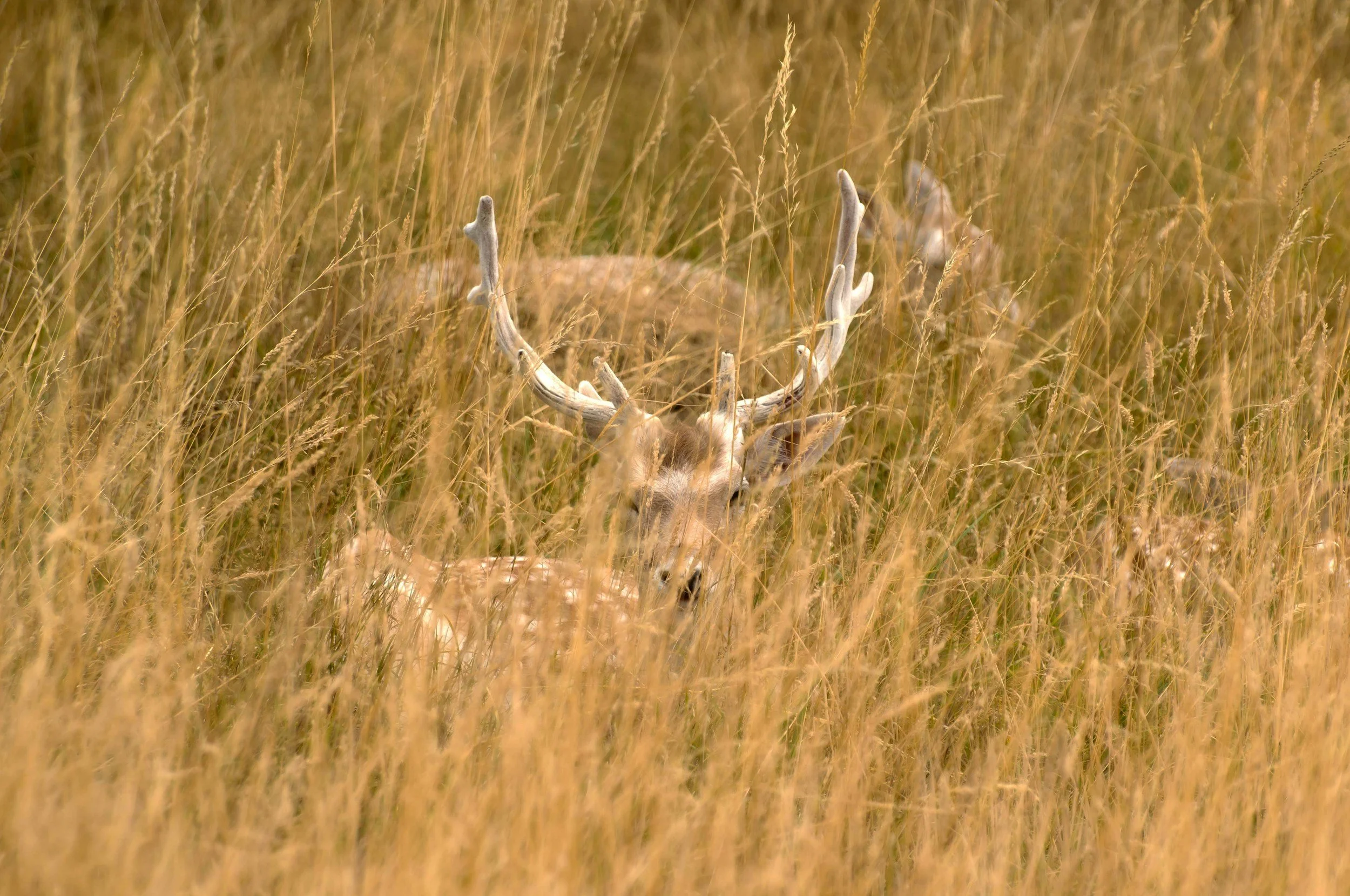 A deer with large antlers resting in tall golden grass.