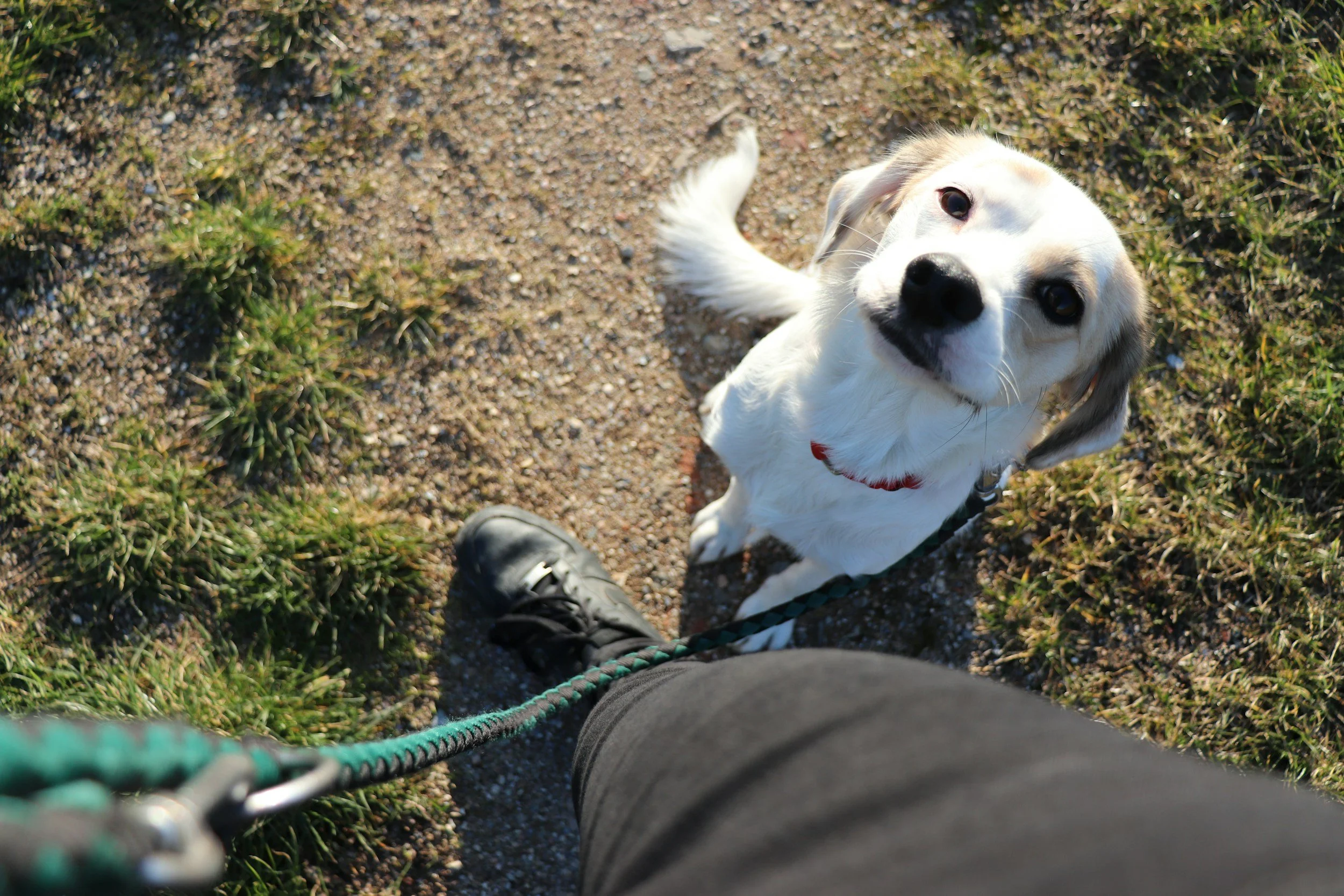 A person standing on a dirt and grass trail, taking a photo of a happy white and tan dog on a leash, looking up at the camera.