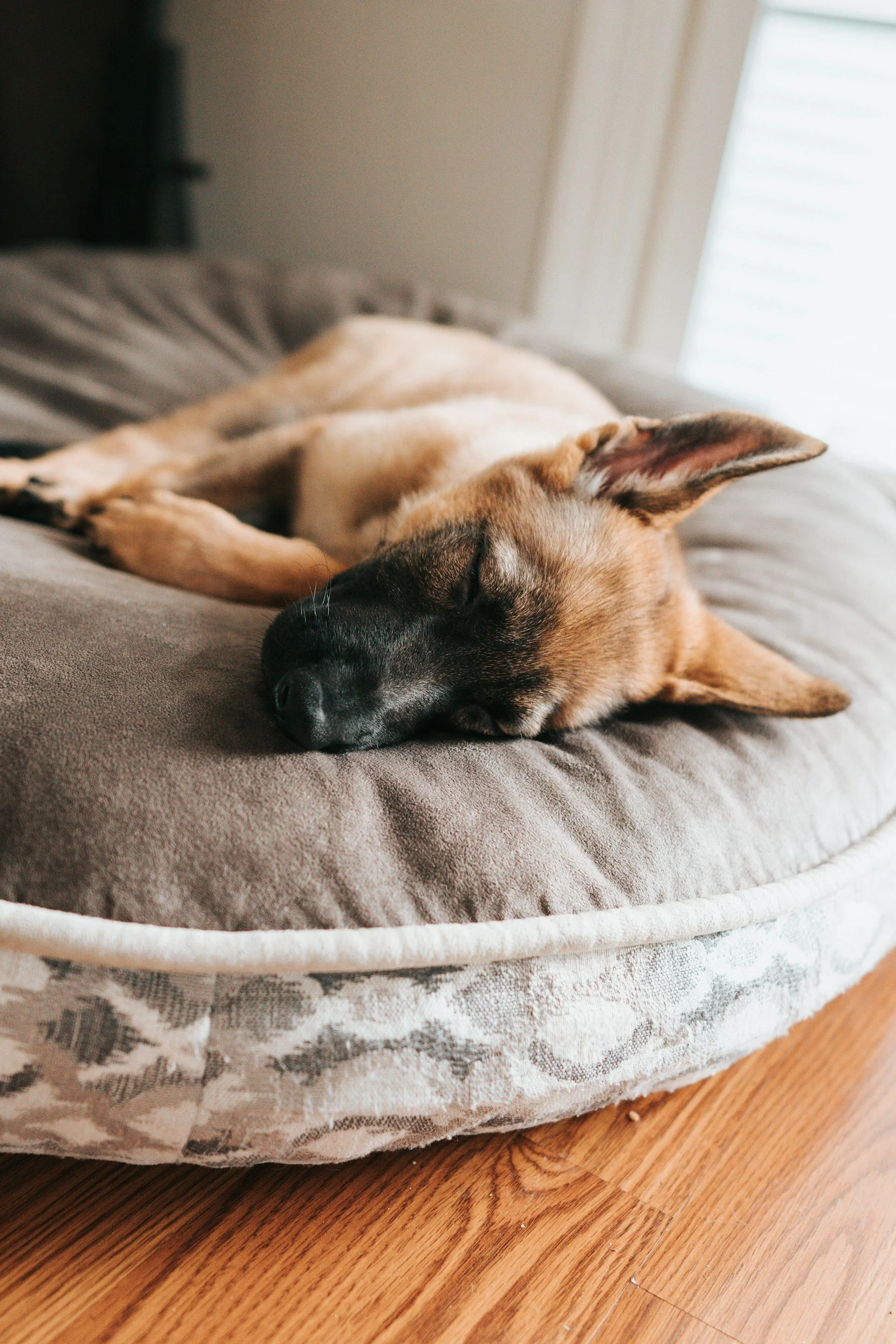 A dog with tan and black fur sleeping peacefully on a gray pet bed near a window with white curtains.