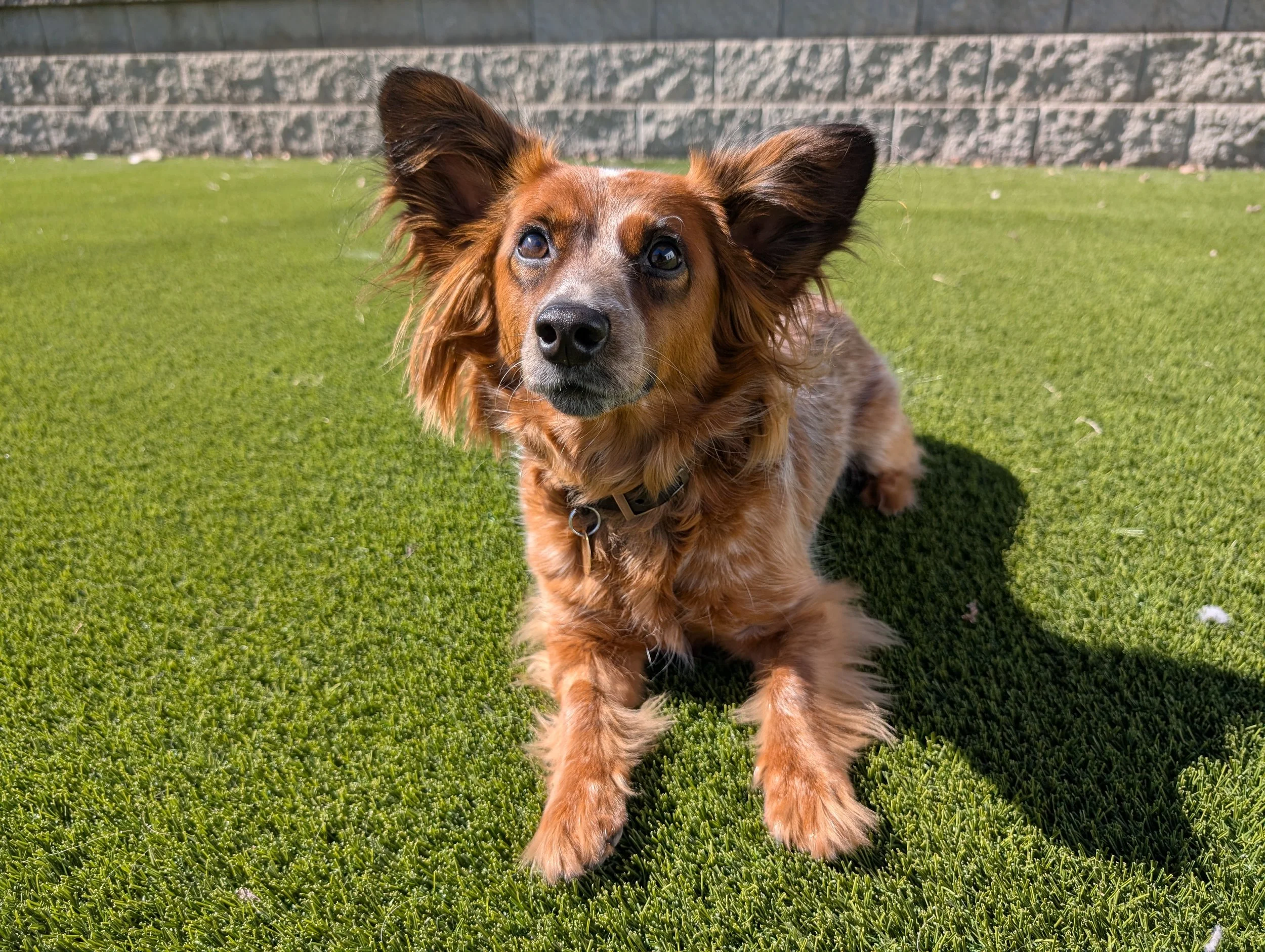 A brown-and-black long-haired dog with floppy ears sitting on green grass with a gray brick wall in the background.
