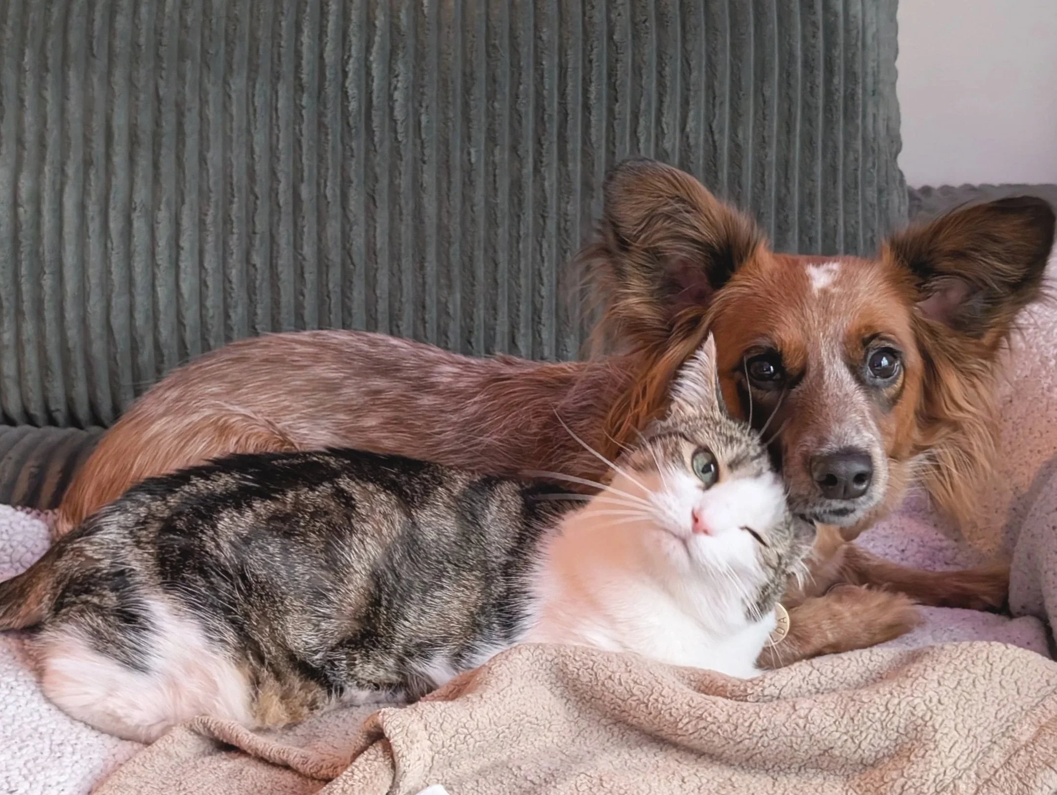 A dog and a cat lying together on a blanket, with the dog's head resting near the cat's face.