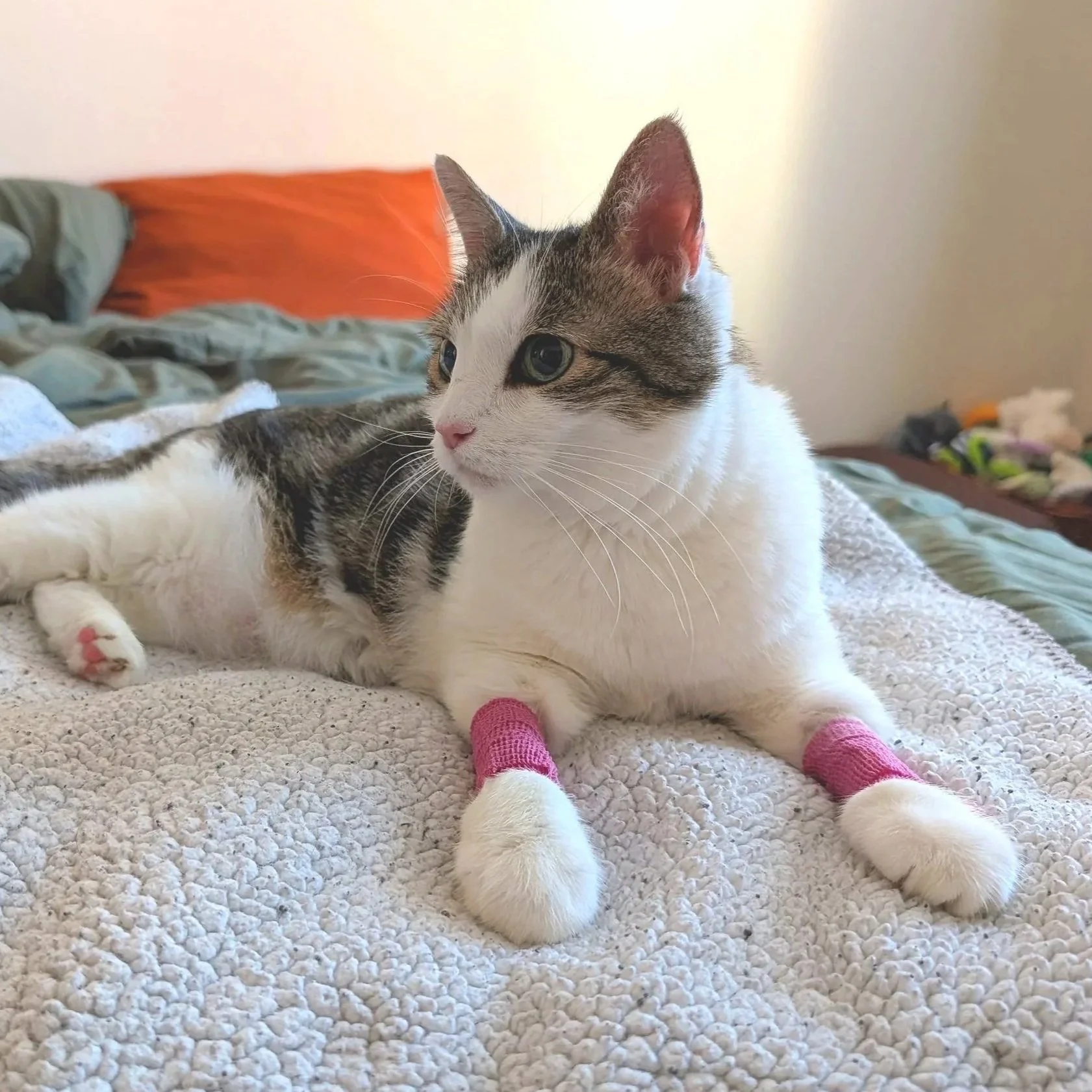 A domestic cat lying on a bed with pink bandages on its front paws, looking to the side.