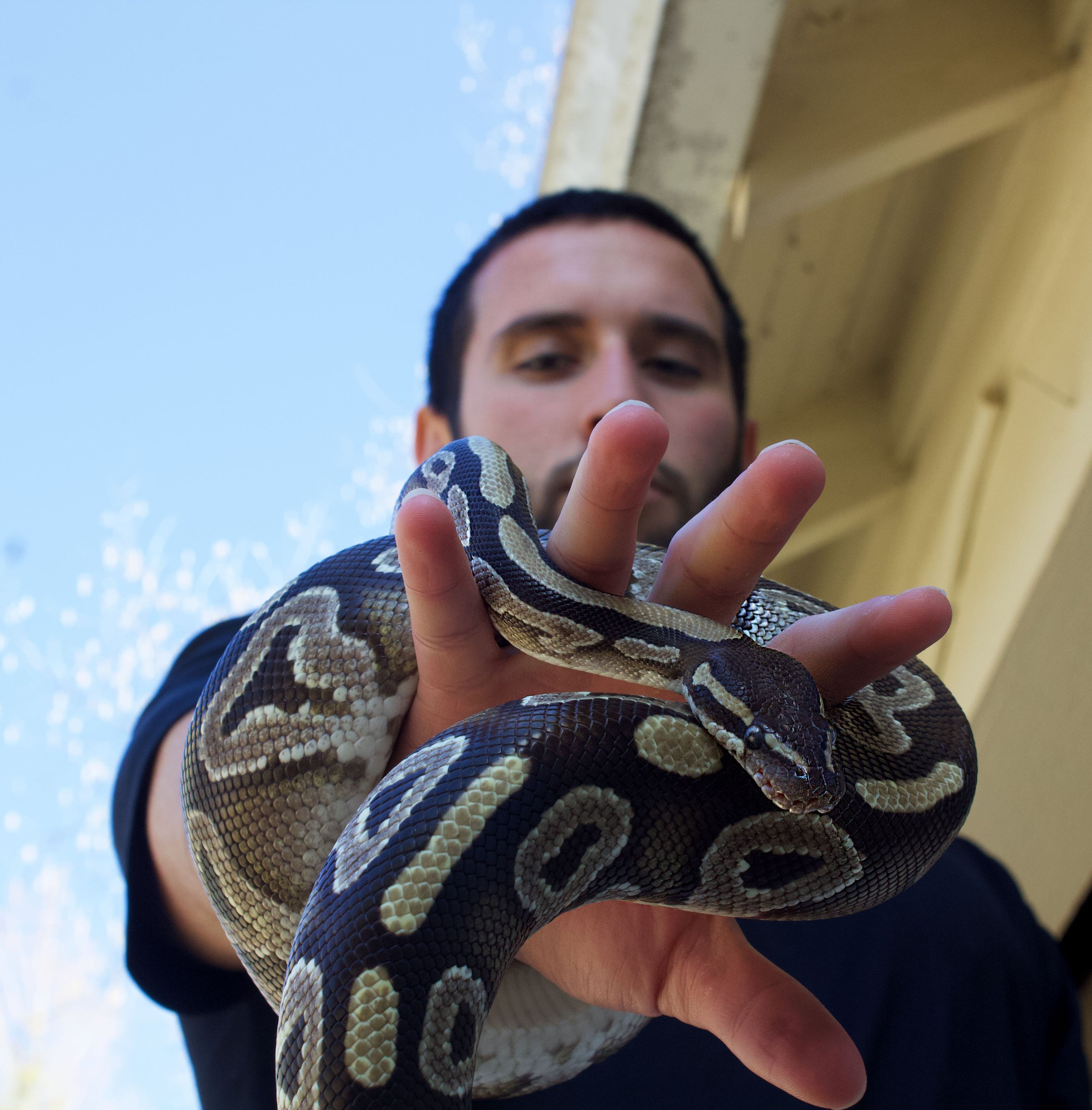 A person holding a snake with their hand. The snake has black, brown, and cream-colored scales. The person is looking at the camera and pointing at the snake.