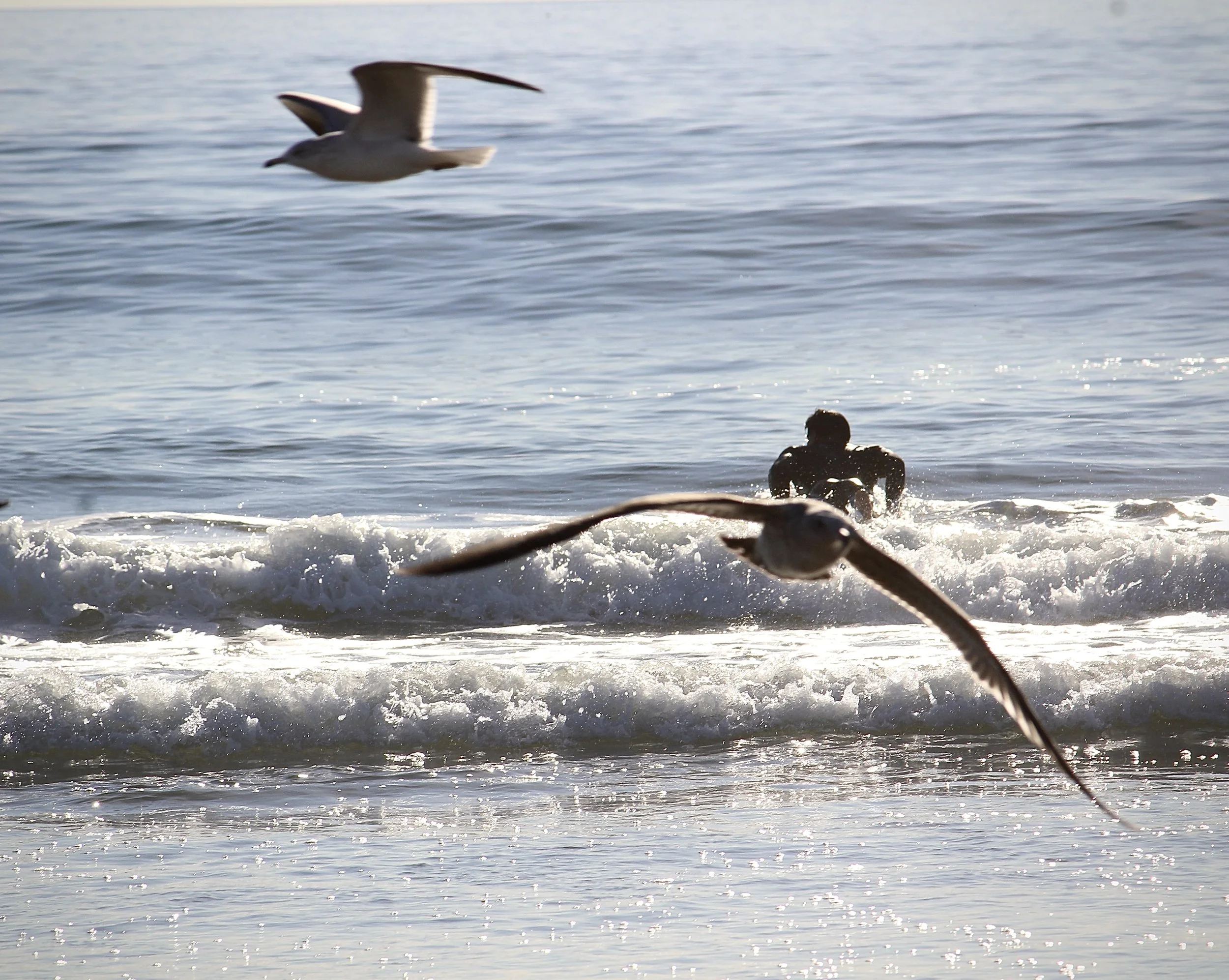 Seagull flying over the ocean with waves and sunlight reflecting on the water, a person swimming in the background.