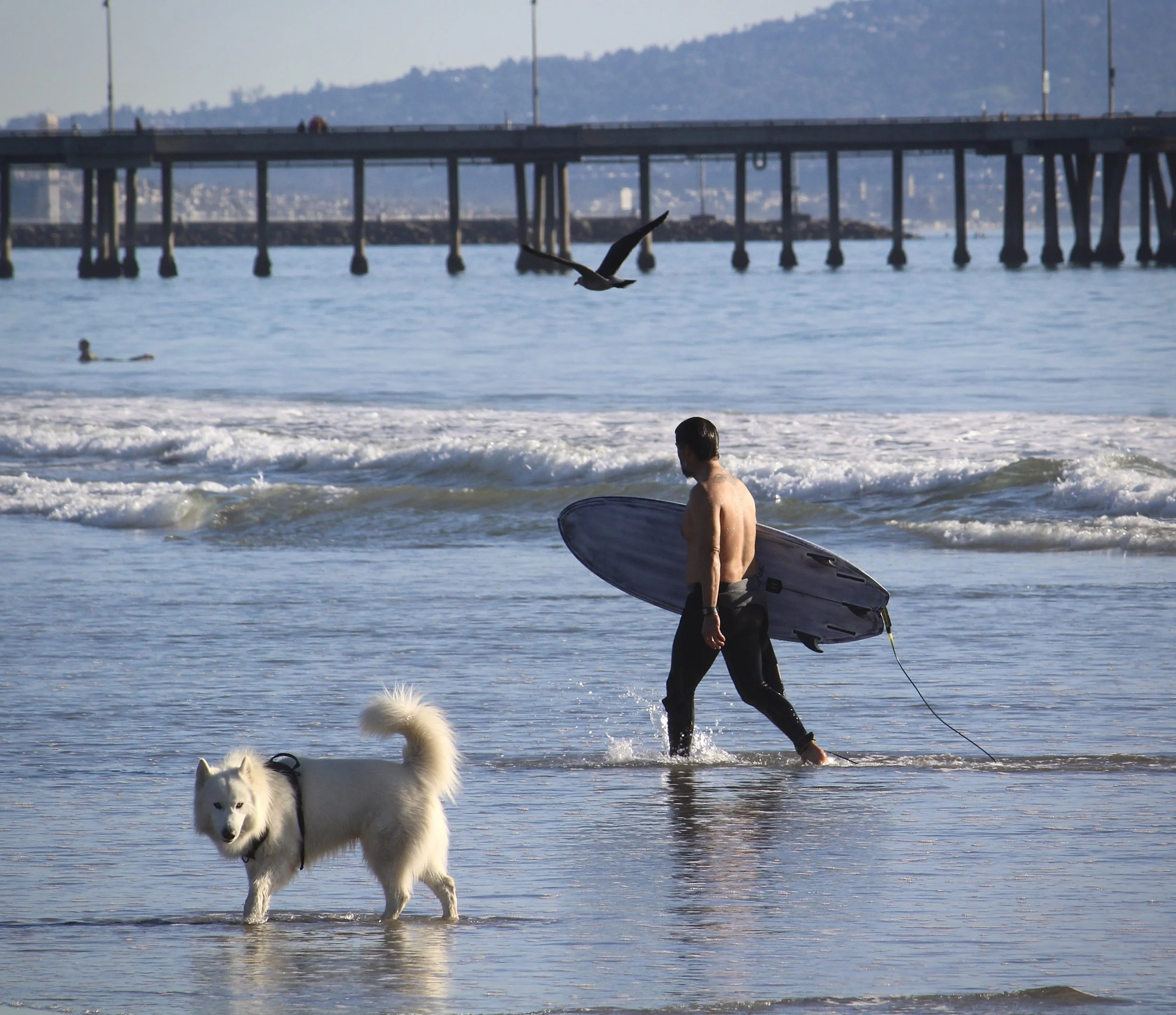 A person holding a surfboard walking into the ocean with a dog in the foreground and a pier in the background.