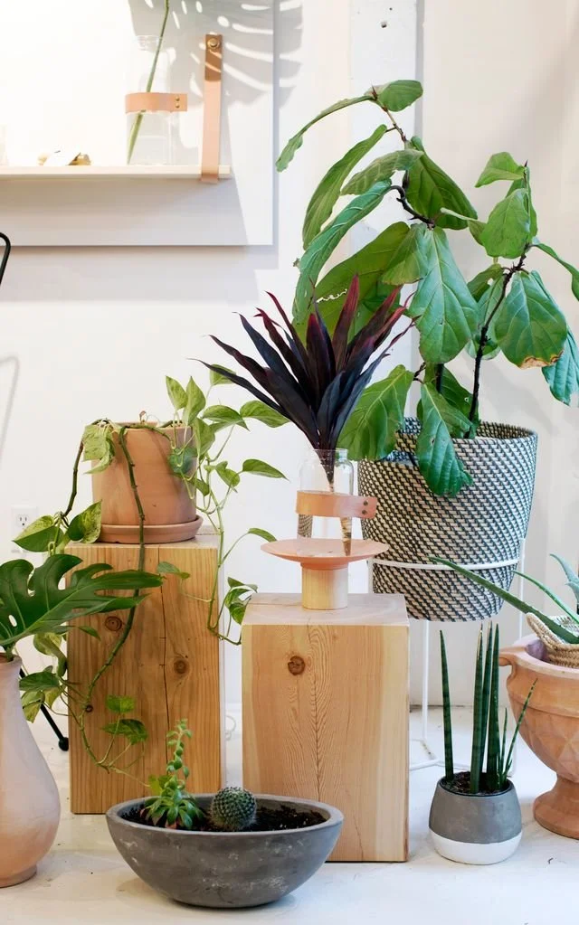 woodlot01.jpg