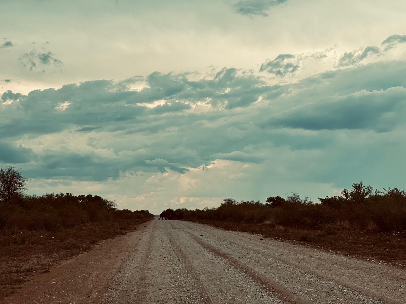 A dirt road in a rural area with trees on both sides, leading towards a distant elephant under a cloudy sky.