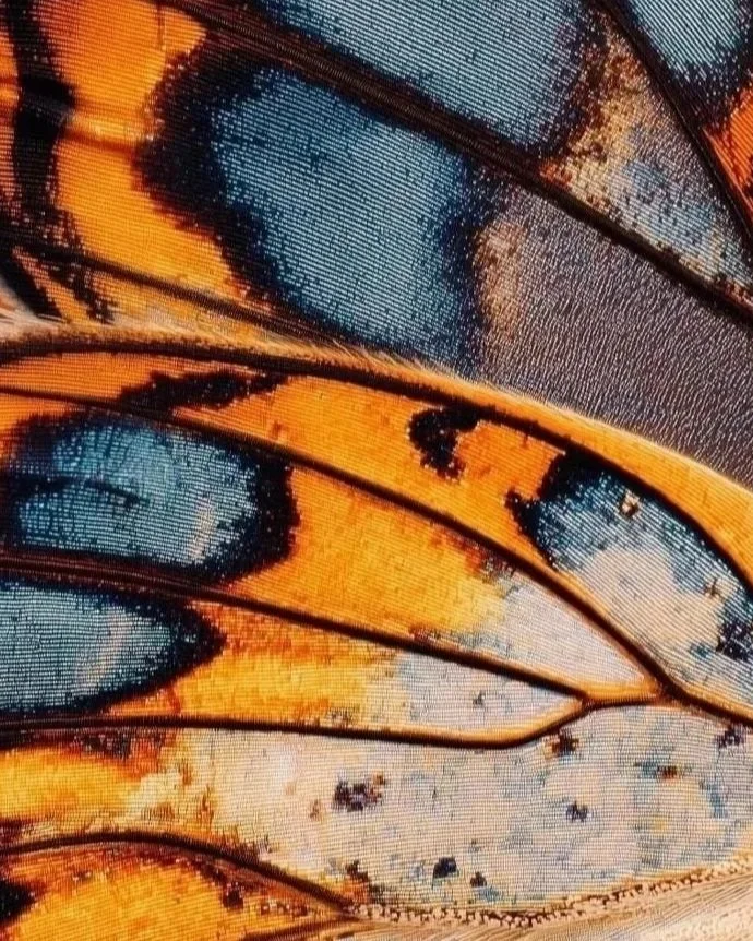 Close-up van een kleurrijk veer met blauwe en oranje tinten.