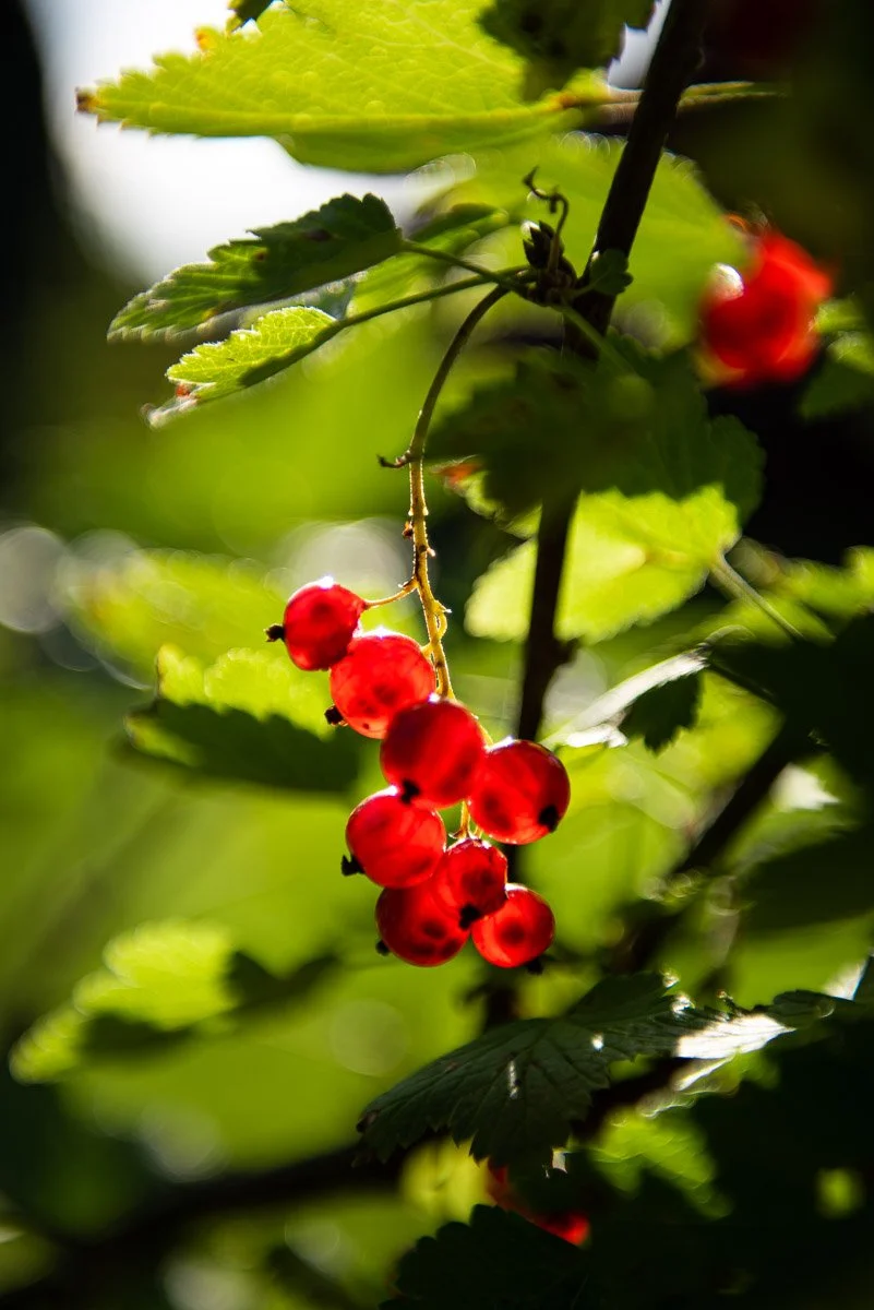 Estonia-7147 - LowRes.jpg