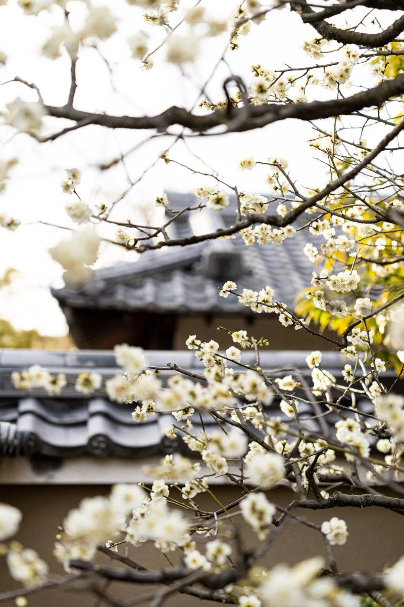 Japan-9925 - LowRes.jpg