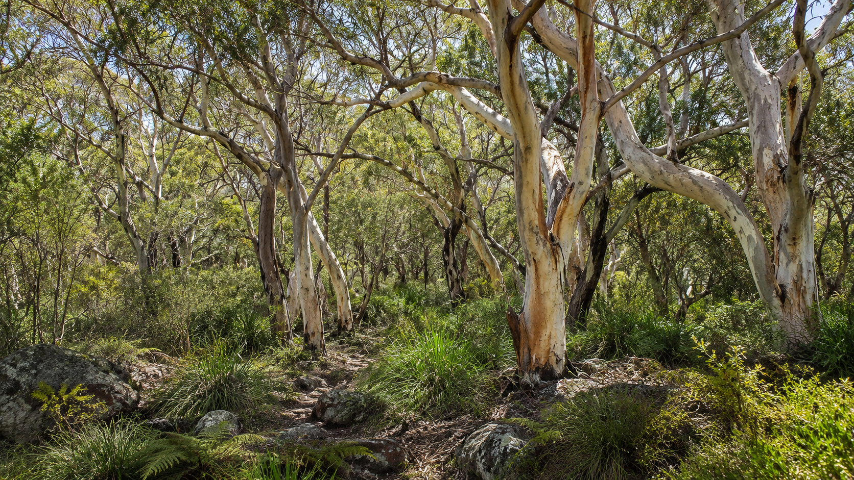 Tall eucalyptus trees in a lush green forest with dense foliage and a narrow trail path.