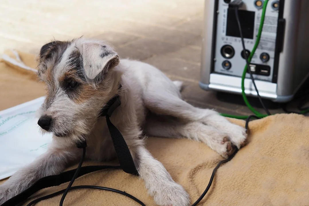 Ein kleinen, graupelzigen Hund liegt auf einem gelblichen Teppich, der an einen medizinischen Untersuchungsraum erinnert, mit Kabeln verbunden.