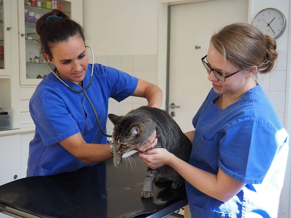 Zwei Tierärzte untersuchen eine Katze in einer Tierarztpraxis.