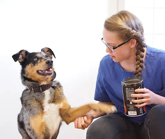 Kleintierpraxis Gesundheitscheck mit Hund | Tierärztliche Gemeinschaftspraxis Dr. Dörte Wiedenhöft und Carlotta Kertscher