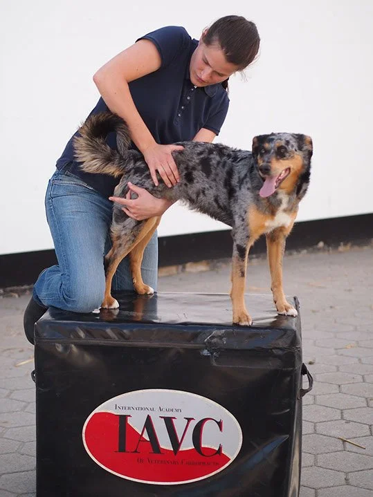 Mobile Pferdepraxis Chiropraktik in Trittau Umgebung - Tierärztliche Gemeinschaftspraxis Dr. Dörte Wiedenhöft und Carlotta Kertscher