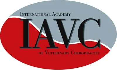 Logo der International Academy of Veterinary Chiropractic mit schwarzem Schriftzug auf blau-weißer und rot-weißer Welle