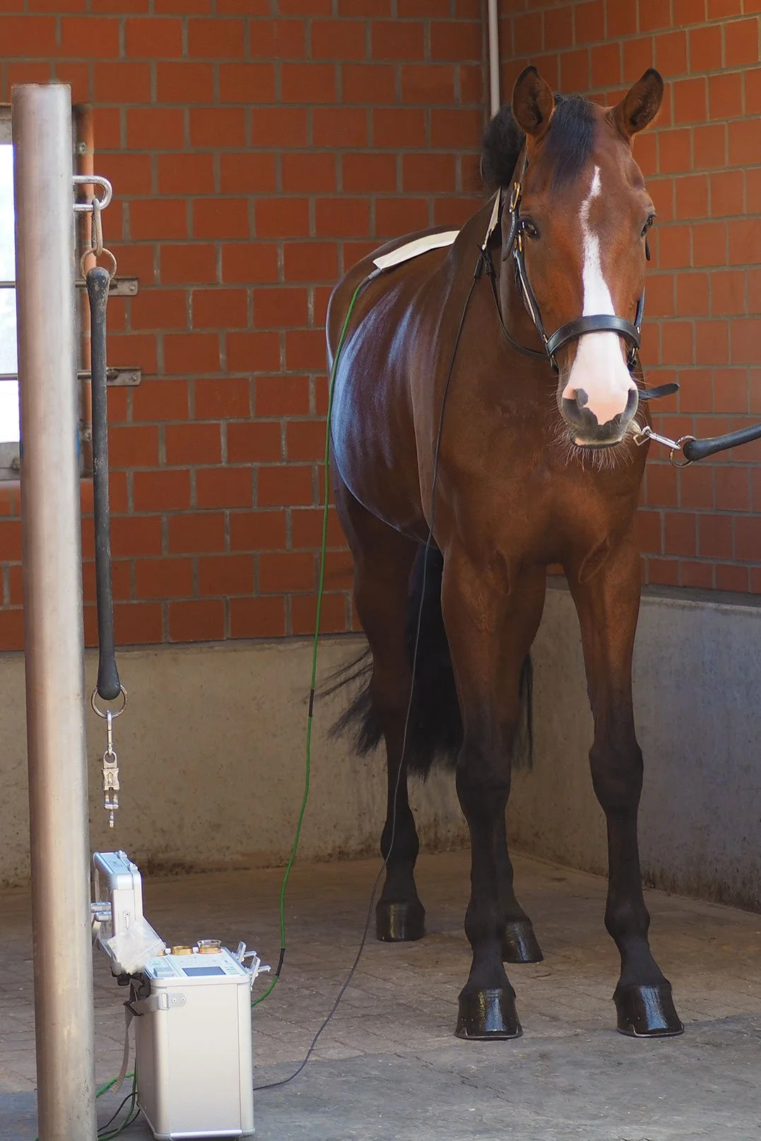 Pferd im Stall mit medizinischer Ausrüstung