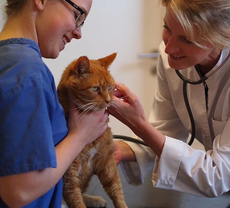 Veterinärin untersucht eine orange Katze in einer Tierarztpraxis, während eine Helferin die Katze hält.