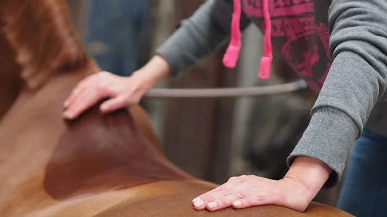 Mobile Pferdepraxis Chiropraktik in Trittau Umgebung - Tierärztliche Gemeinschaftspraxis Dr. Dörte Wiedenhöft und Carlotta Kertscher