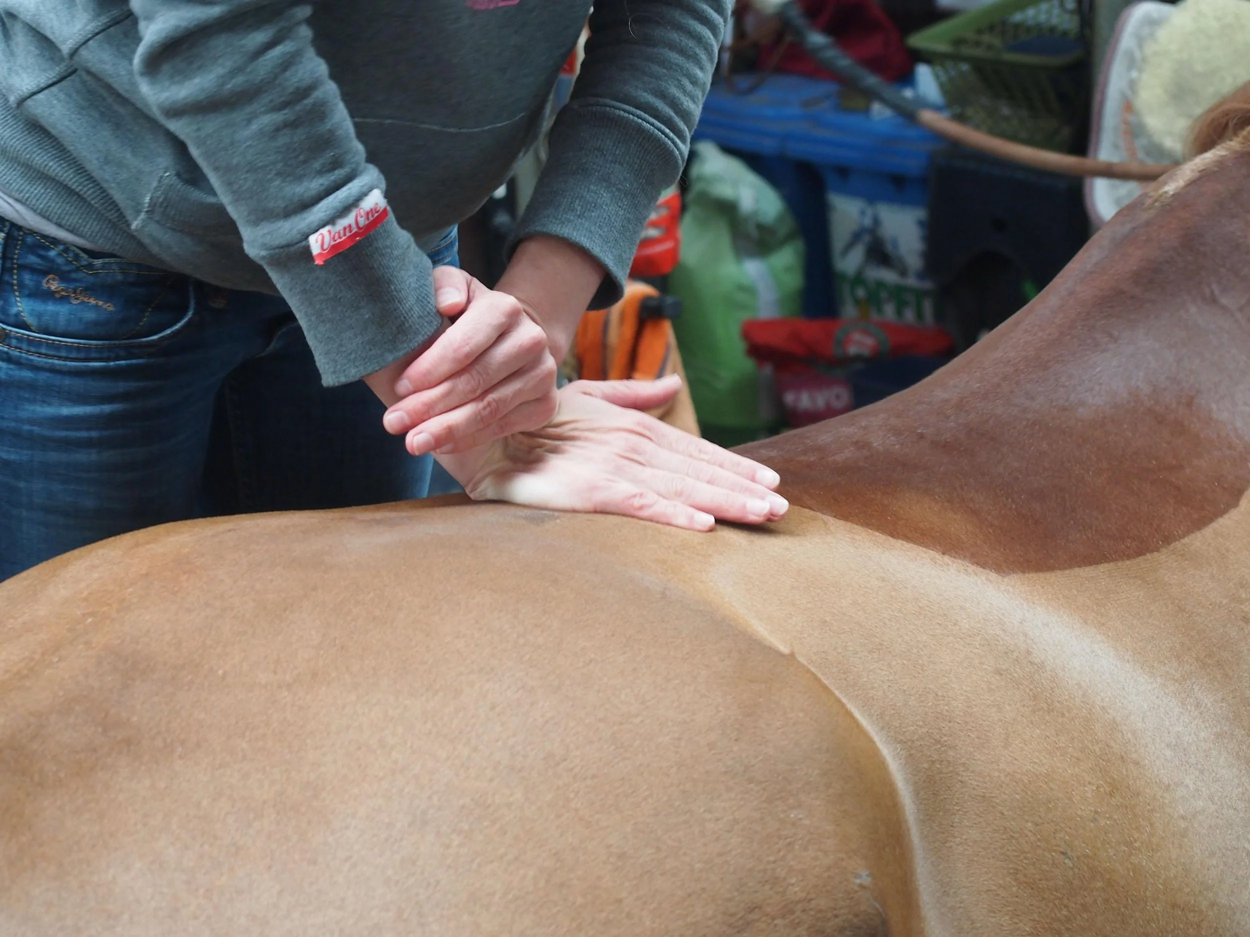 Nahaufnahme einer Person, die ein braunes Pferd berührt, im Hintergrund landwirtschaftliche oder Tierpflegeausrüstung.