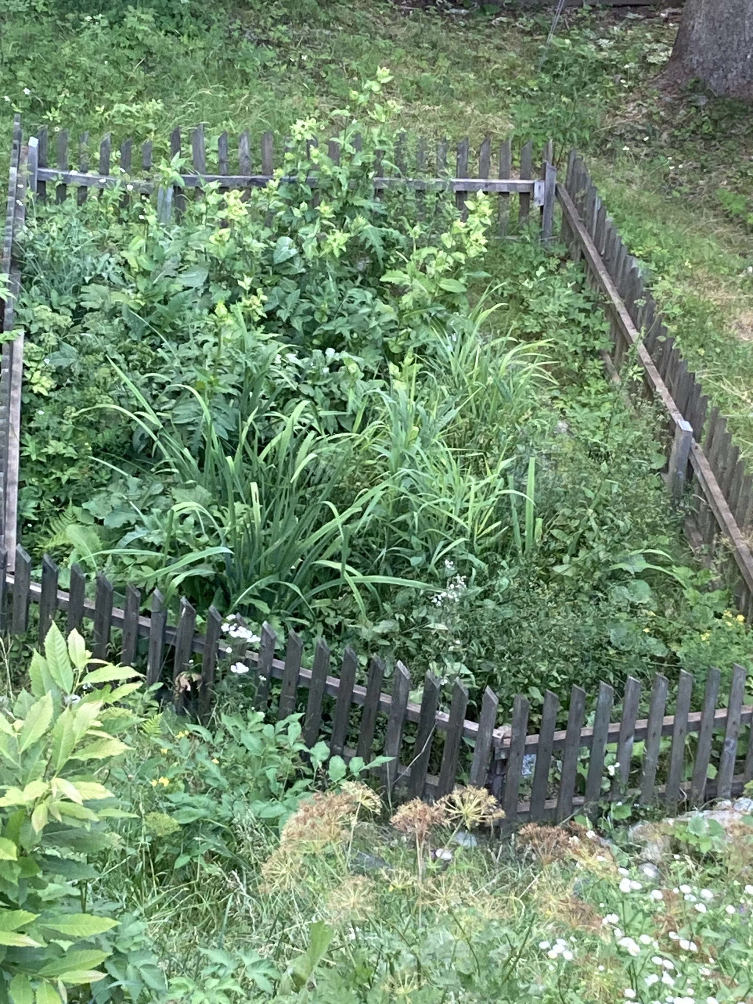Plant based waste water treatment