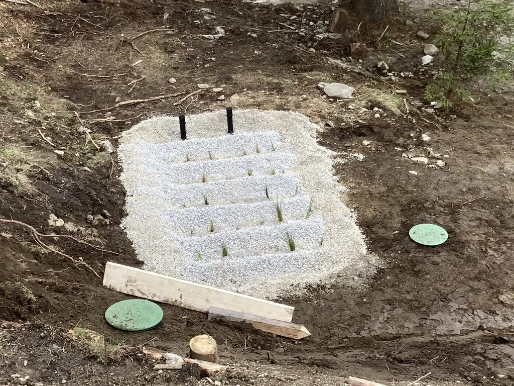 Plant based waste water treatment