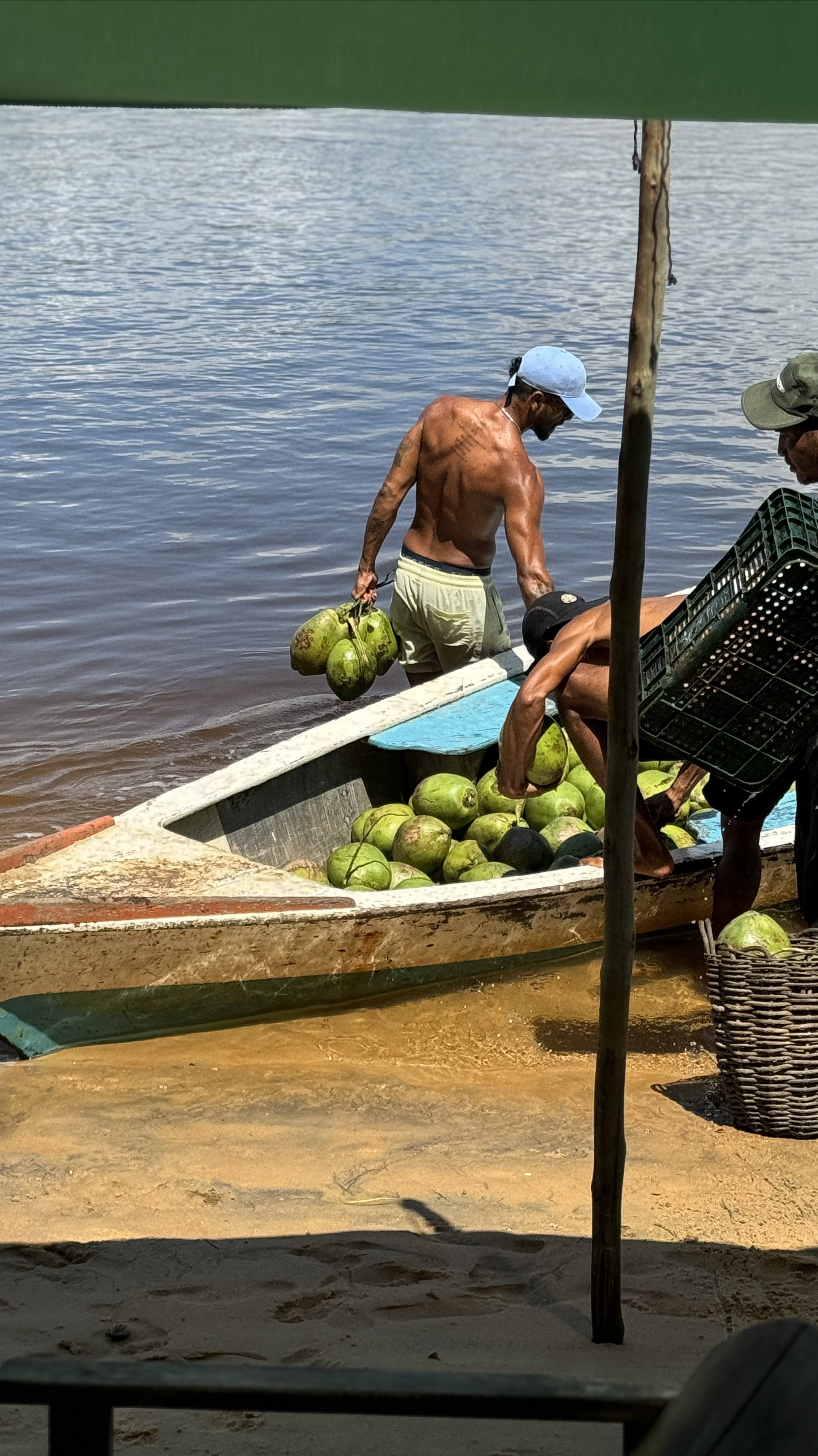 Men unloading coconuts from a boat into the water.